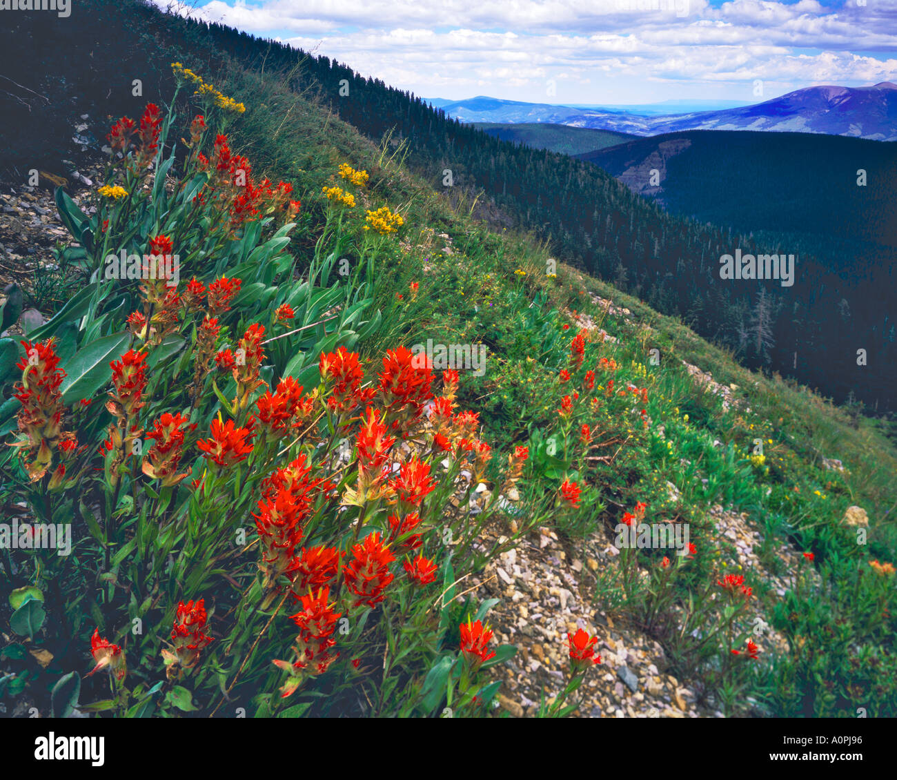 Indian Paintbrush fiorisce in estate Wheeler Peak Wilderness Sangre de Cristo Mountains Carson National Forest New Mexico Foto Stock