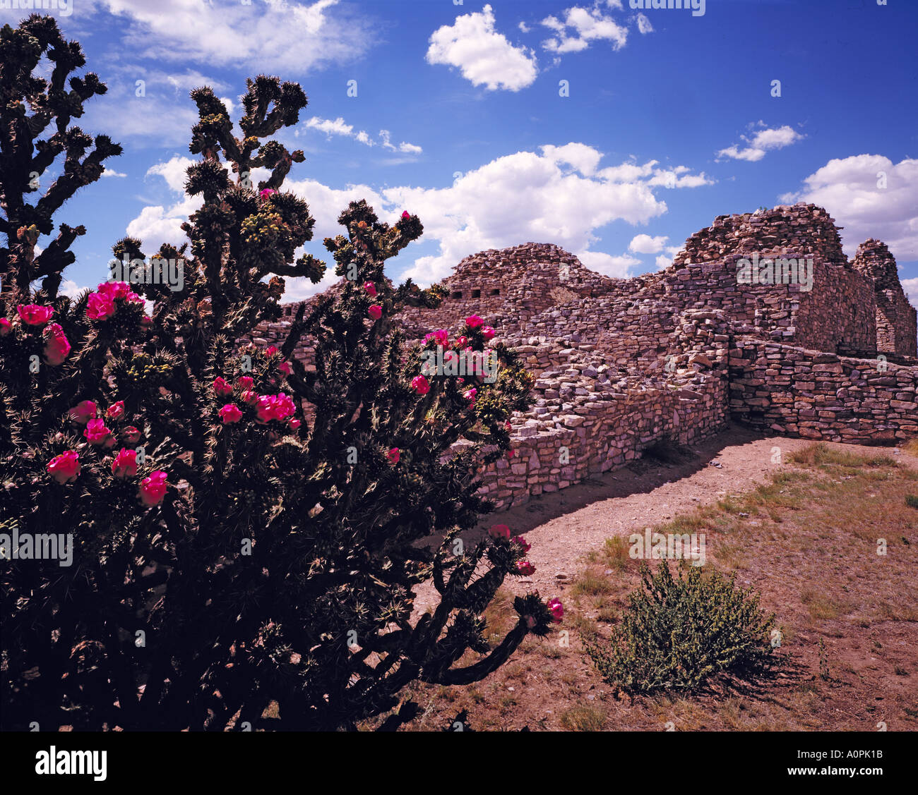 Cholla blumi Gran Quivira Salinas Pueblo Missions National Monument New Mexico Foto Stock