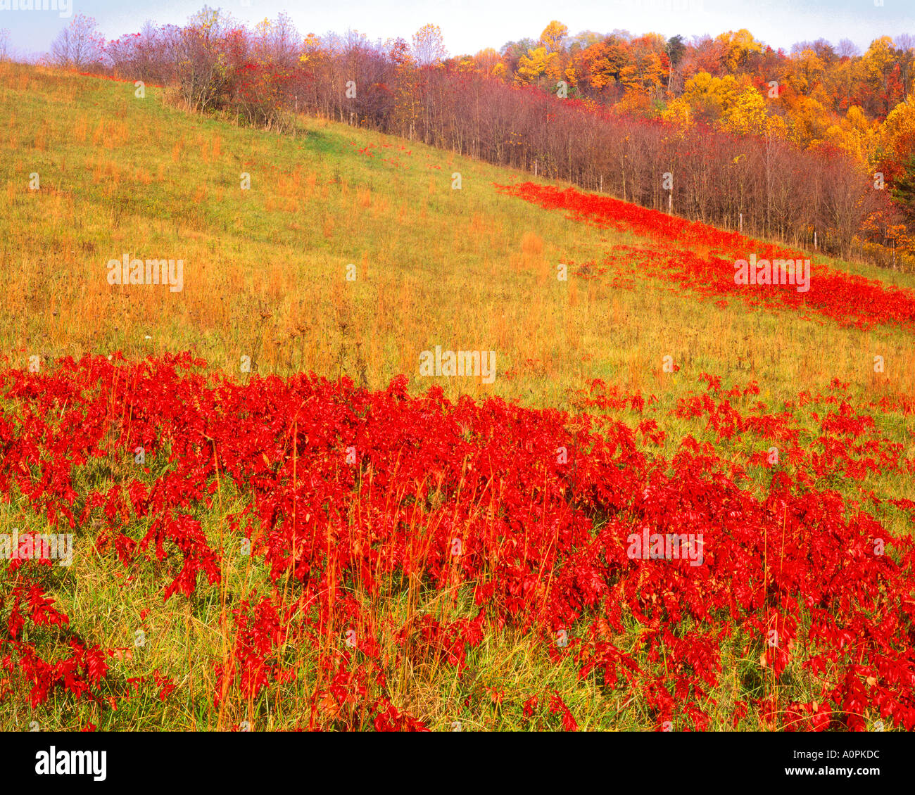 Sommacco vibrante su una mattina autunnale Wayne National Forest Western montagne Appalchian Ohio Foto Stock