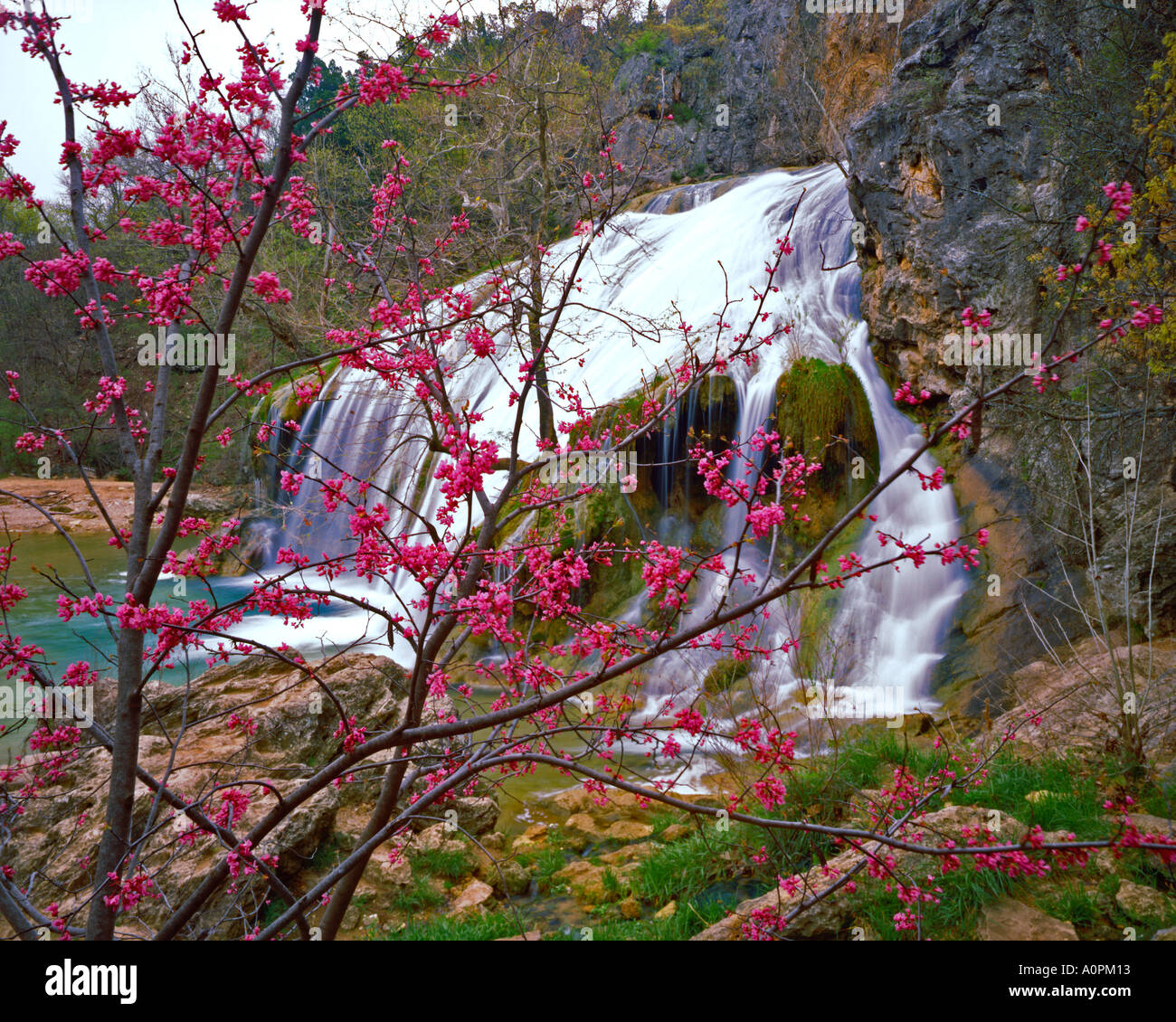 Turner cade la molla Redbud Blossoms Arbuckle Montagne Oklahoma Foto Stock