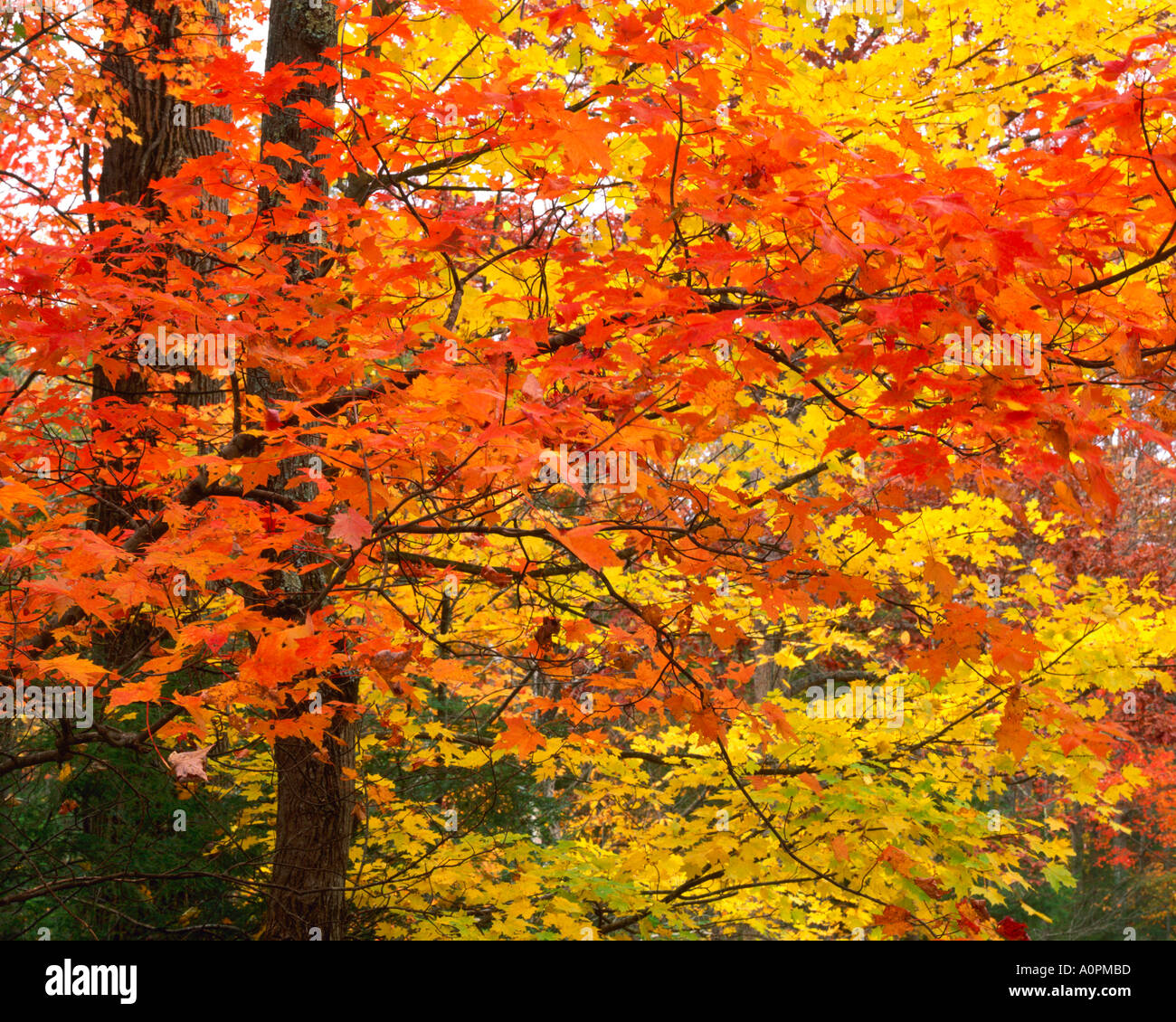 Autunno Aceri lungo Roaring Fork Great Smoky Mountains National Park Monti Appalachi Tennessee Foto Stock