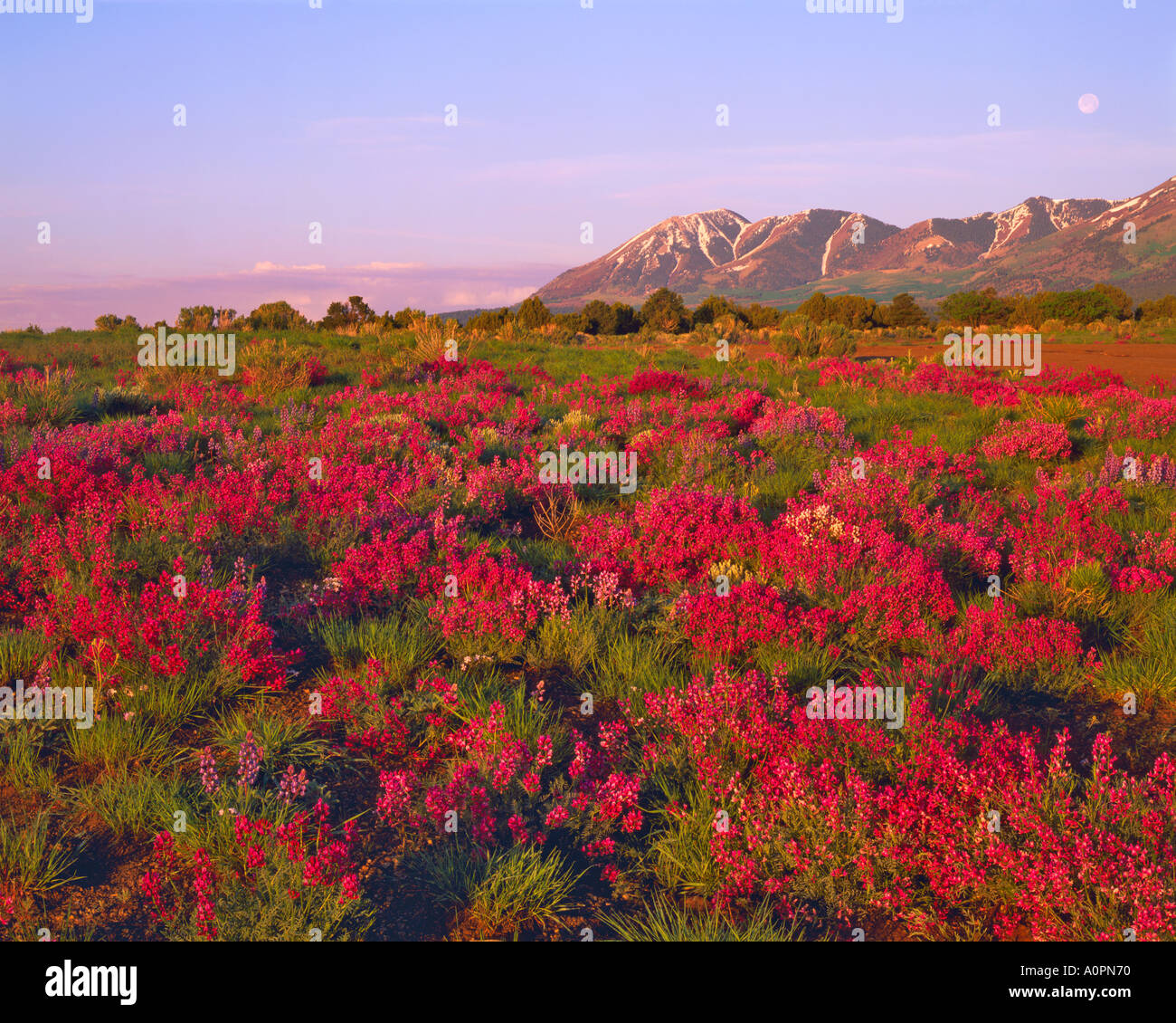 Campo di veccia al calare della luna Abajo Blue Mountains Manti La Sal National Forest Utah Foto Stock