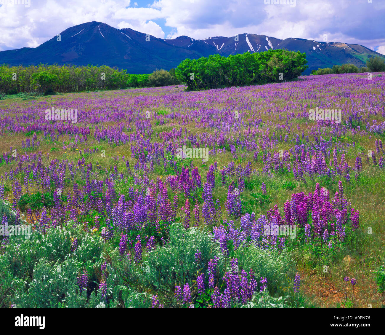 Di seguito di lupino Abajo Blue Mountains Manti La Sal National Forest Utah Foto Stock