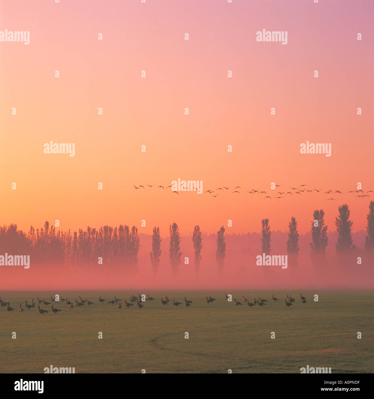 La migrazione di stormo di uccelli / Oche del Canada battenti all alba di una mattinata nebbiosa, Burnaby, BC, British Columbia, Canada Foto Stock