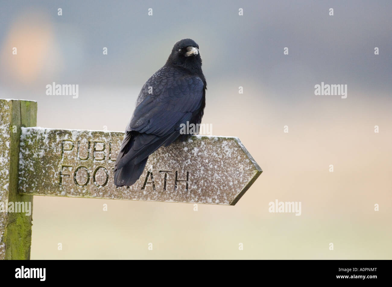 Carrion Crow Corvus corone sul sentiero segno Northumberland inverno Foto Stock