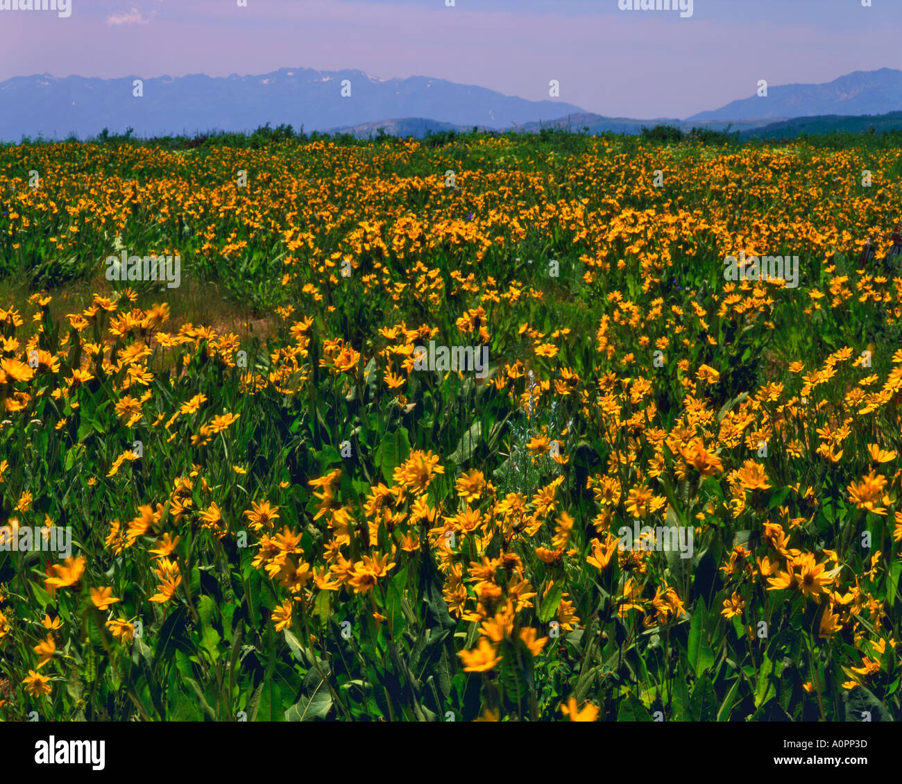 Estate balsamo di fiori di radice di Monte Cristo gamma Montagne Wasatch Wasatch Cache National Forest Utah Foto Stock
