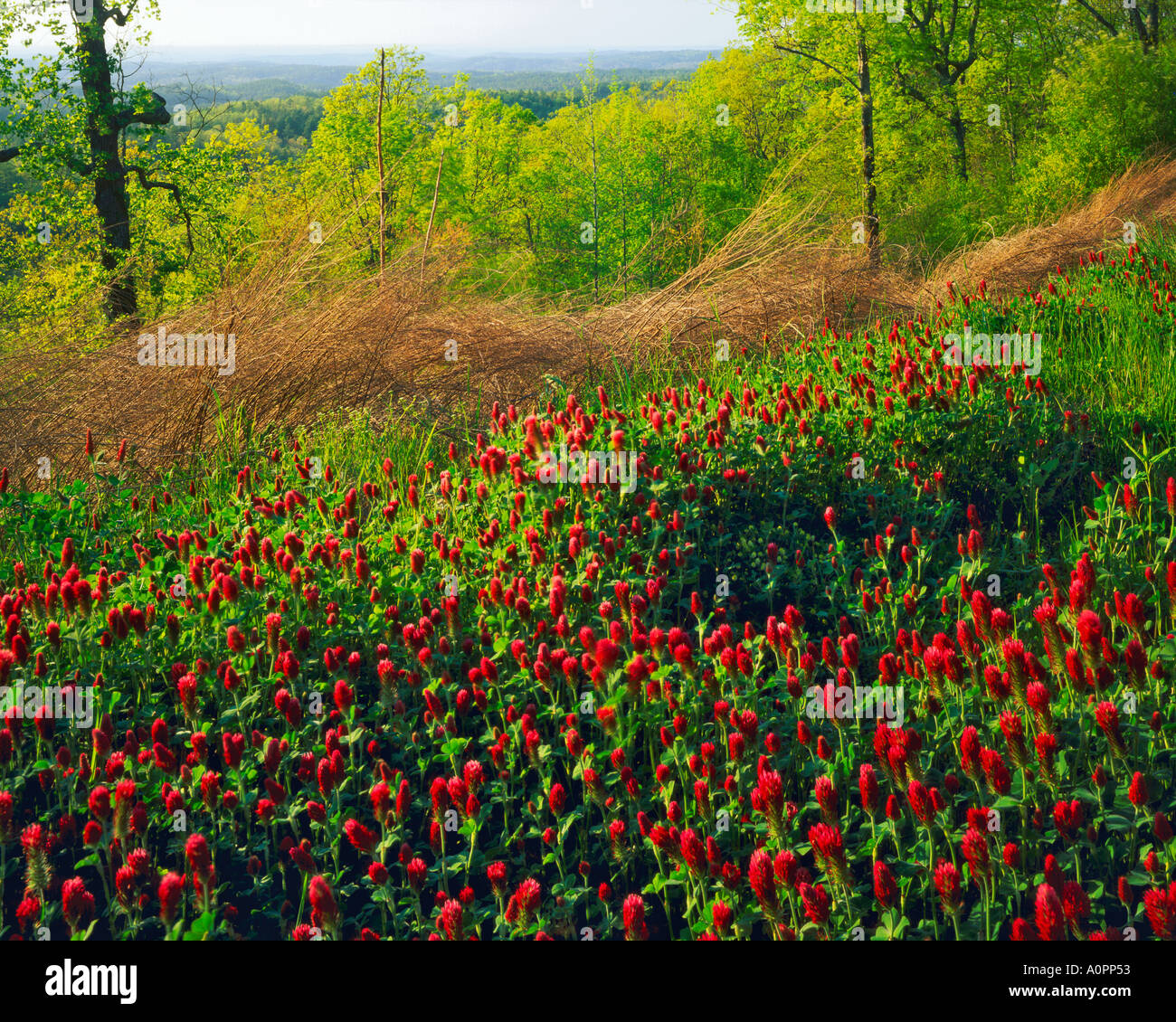 Trifoglio rosso fiorisce su una serata primaverile Talledega Foresta Nazionale di deserto Cheaha Alabama Foto Stock