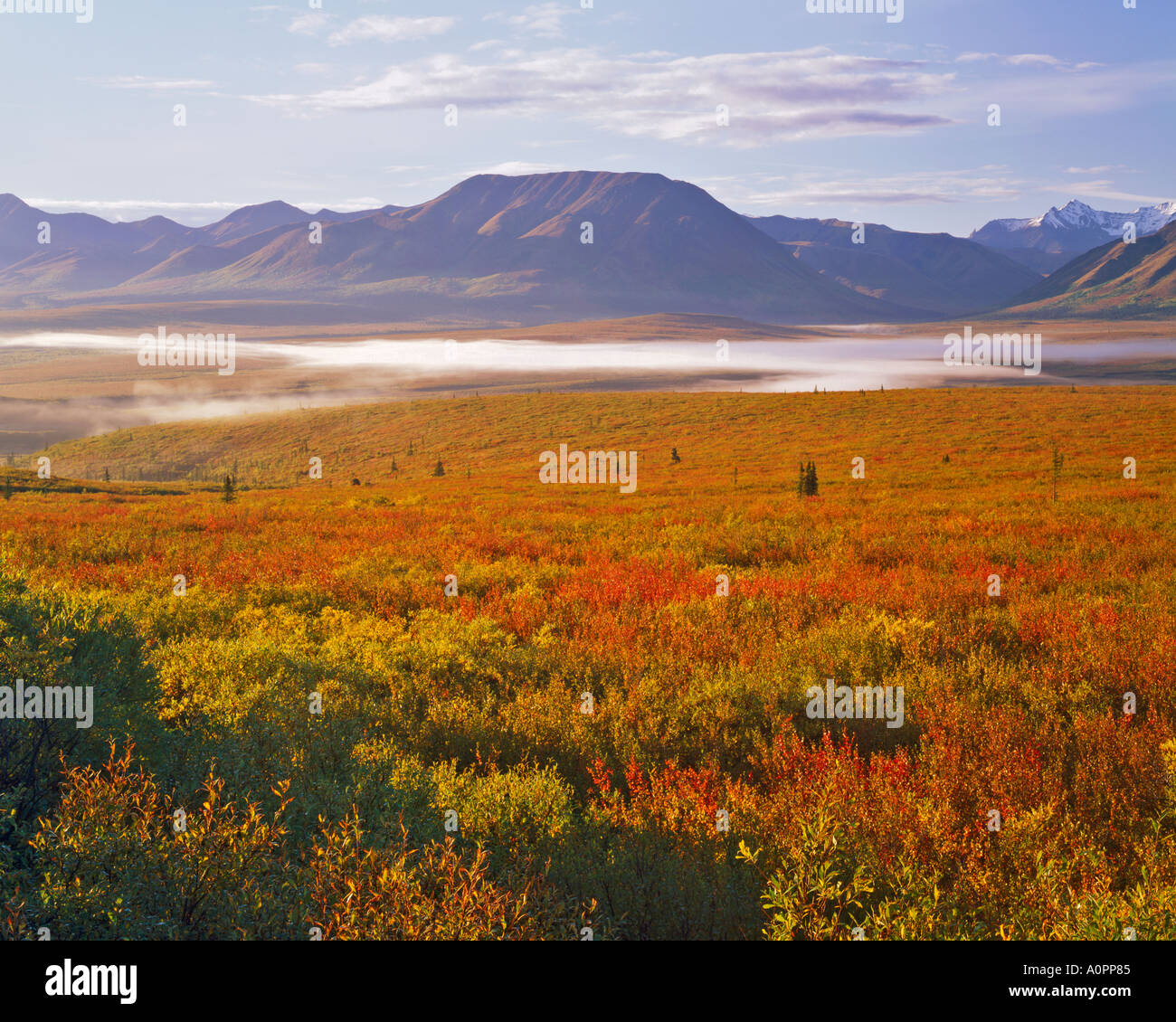 La luce del mattino sulla tundra Parco Nazionale di Denali preservare Alaska Foto Stock