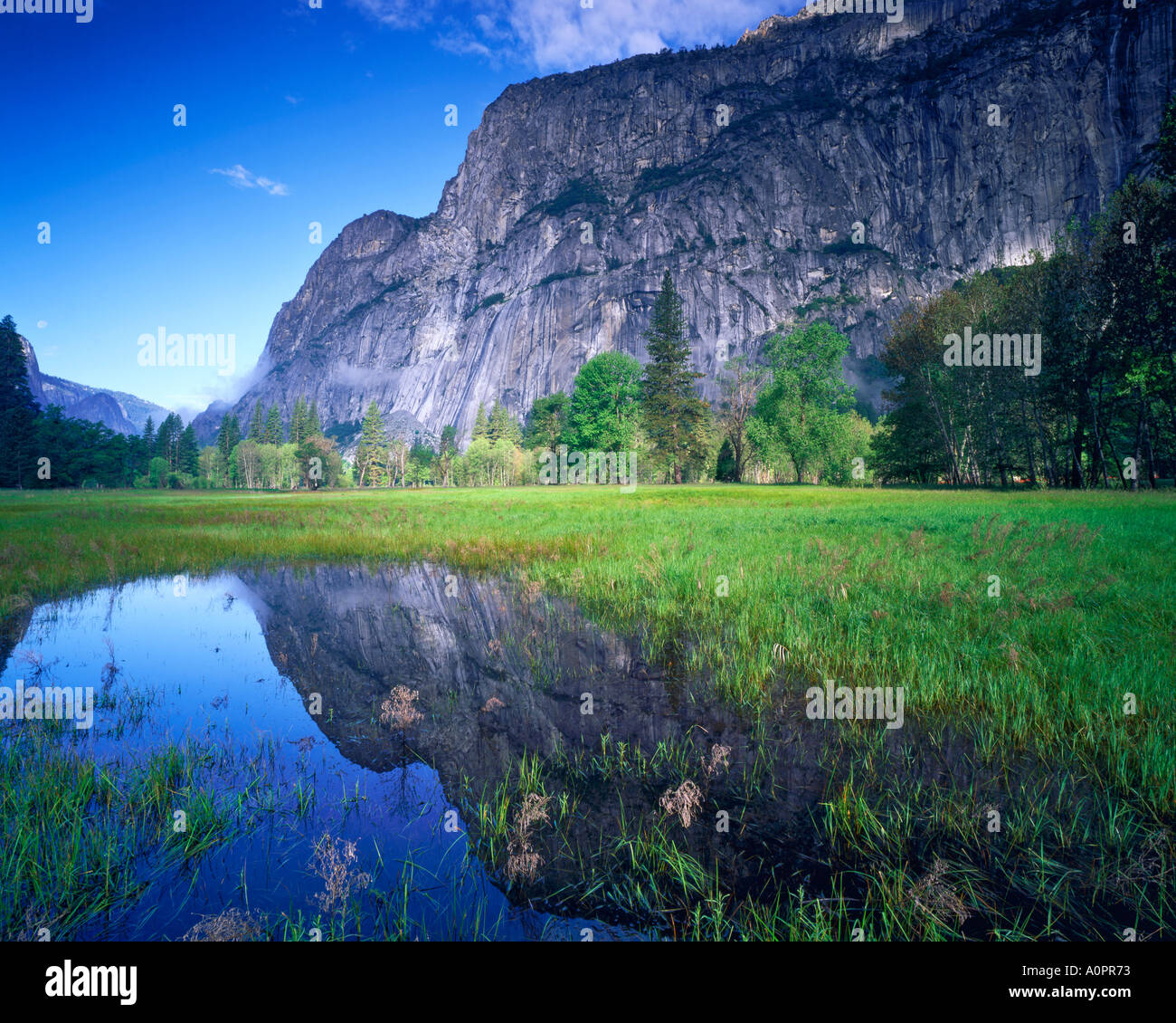 Le riflessioni del mattino in un pool di molla di Yosemite Valley Yosemite National Park in California Foto Stock