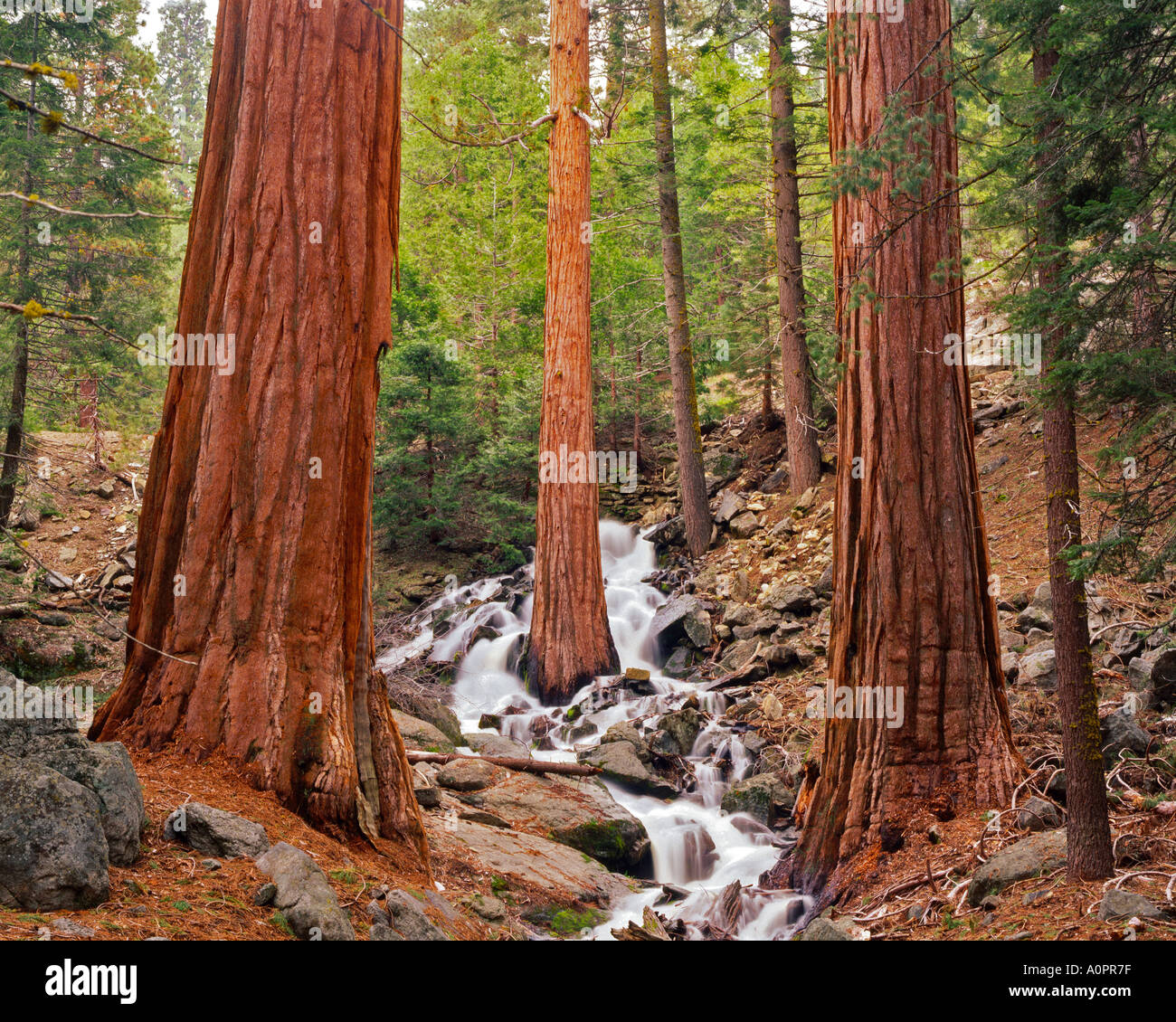 Cascate Cascading attraverso Sequoie in primavera Snowmelt Sequoia National Park California Foto Stock