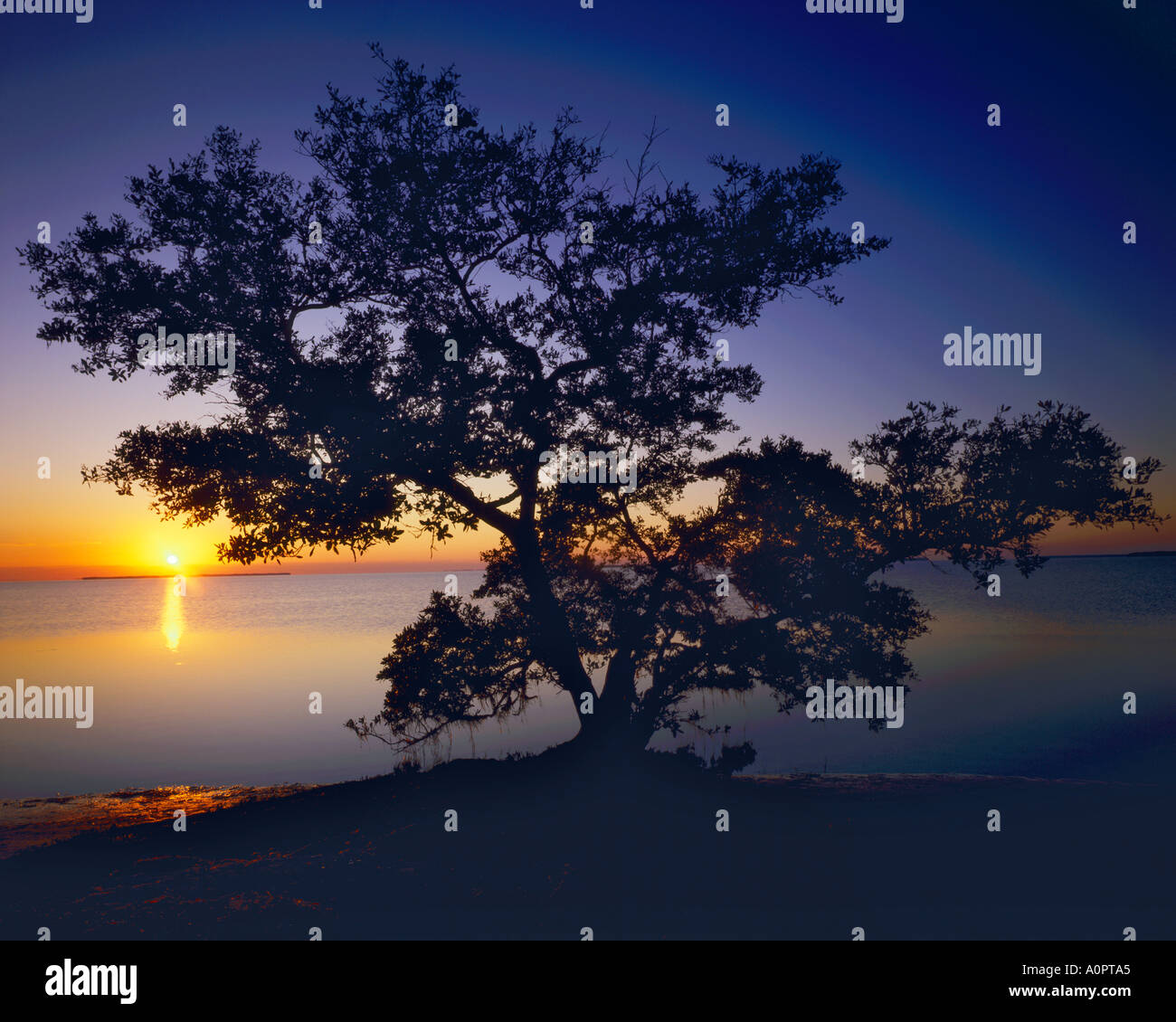 Mangrovia nera Florida Bay a Falmingo Everglades National Park Florida Foto Stock