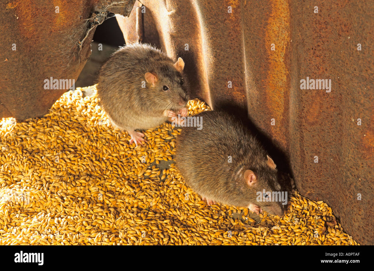 Brown ratti Rattus norvegicus nel capannone di fattoria Foto Stock