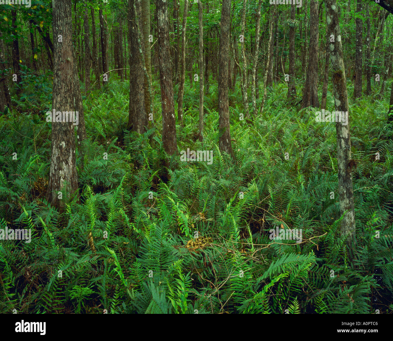 Felci Big Cypress Swamp nella primavera del pomeriggio Fakahatchee Strand membro preservare Florida Foto Stock