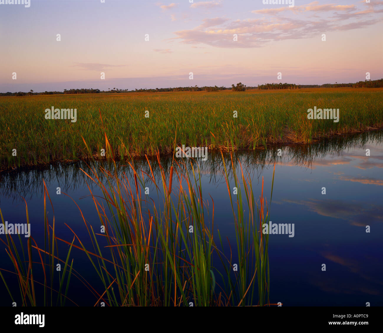 La molla del tramonto su Swamplands a Big Cypress National Preserve vicino al parco nazionale delle Everglades Florida Foto Stock