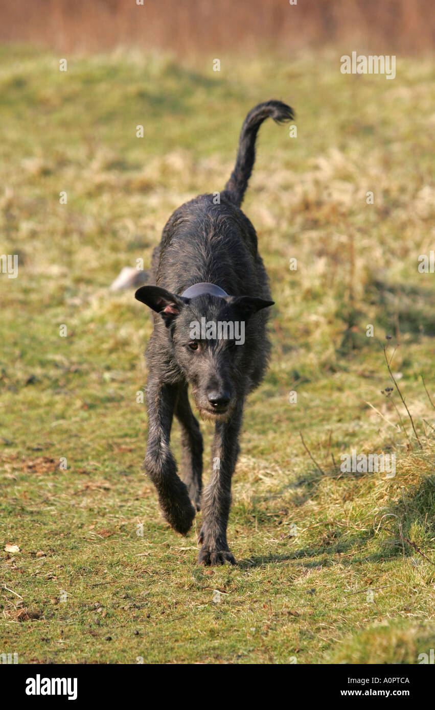 Nero Cervo scozzese hound lurcher tre quarti di croce in esecuzione su un terreno erboso aperto Foto Stock