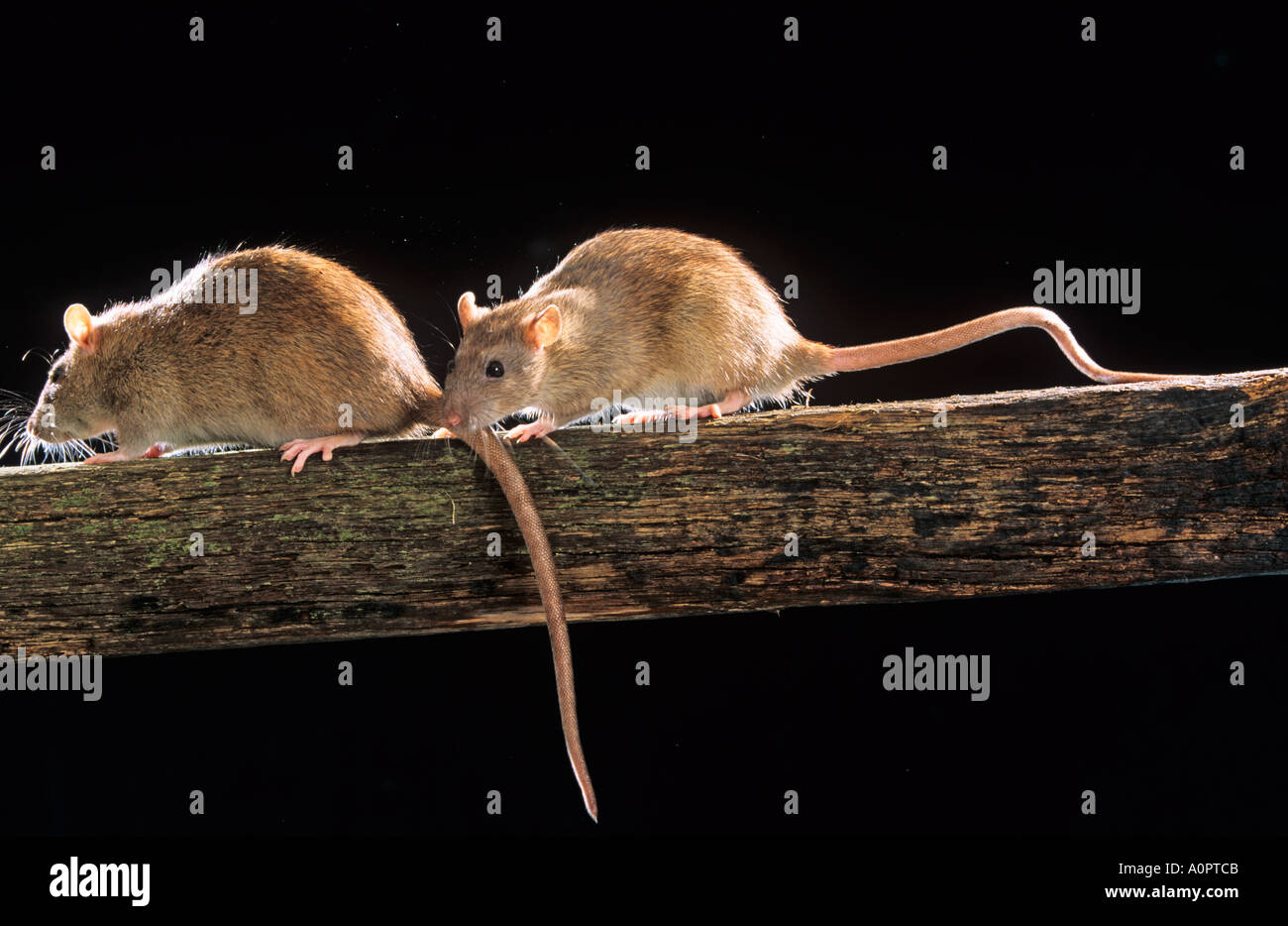 Brown ratti Rattus norvegicus nel capannone di fattoria Foto Stock