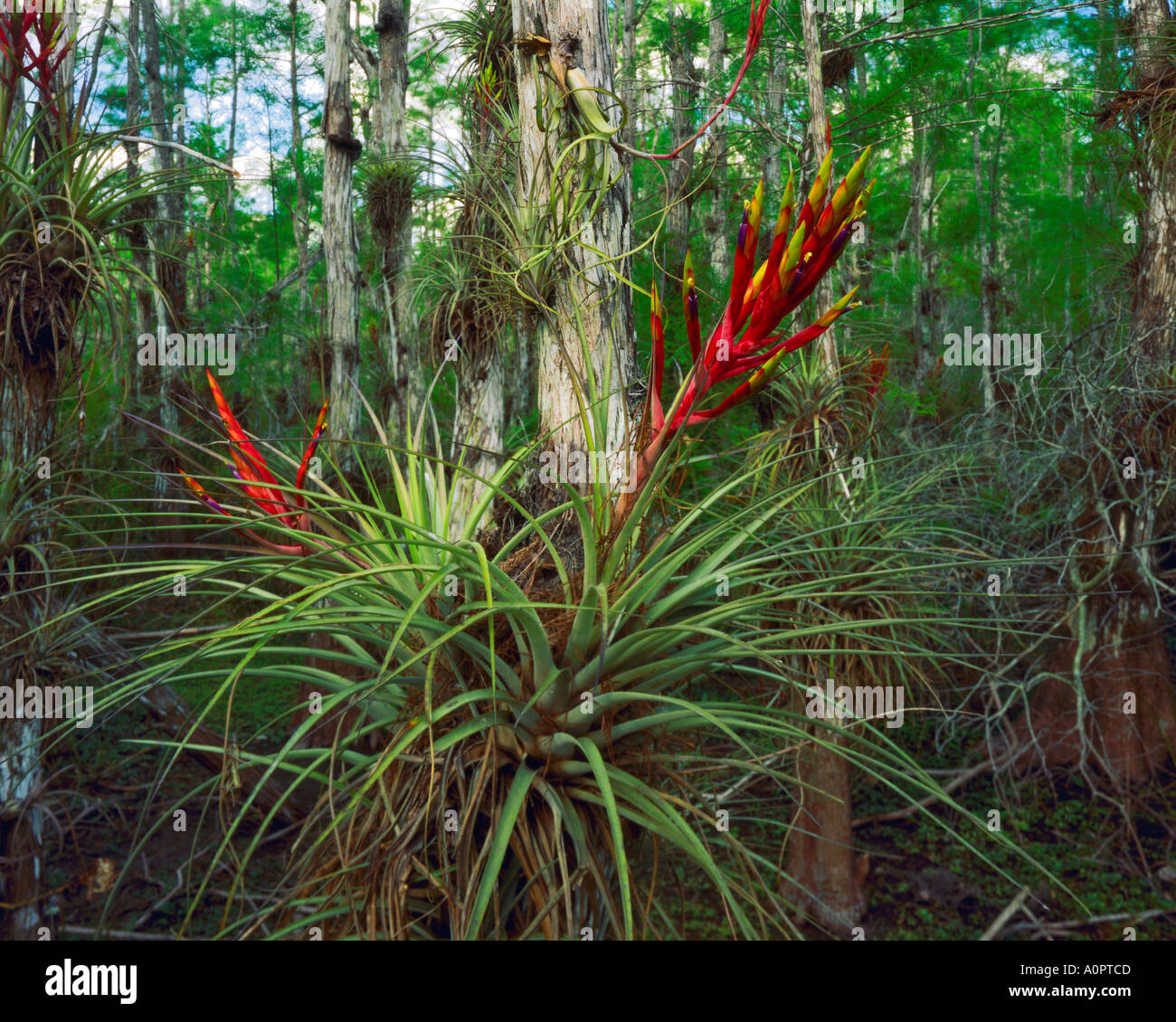 Tubetto aria foglia pianta fiorisce in primavera Big Cypress National Preserve vicino al parco nazionale delle Everglades Florida Foto Stock