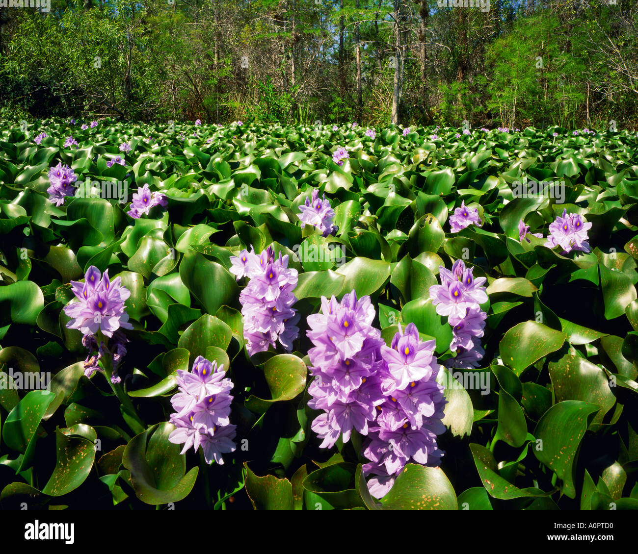 Giacinto di acqua fiorisce in primavera Big Cypress National Preserve vicino al parco nazionale delle Everglades Florida Foto Stock