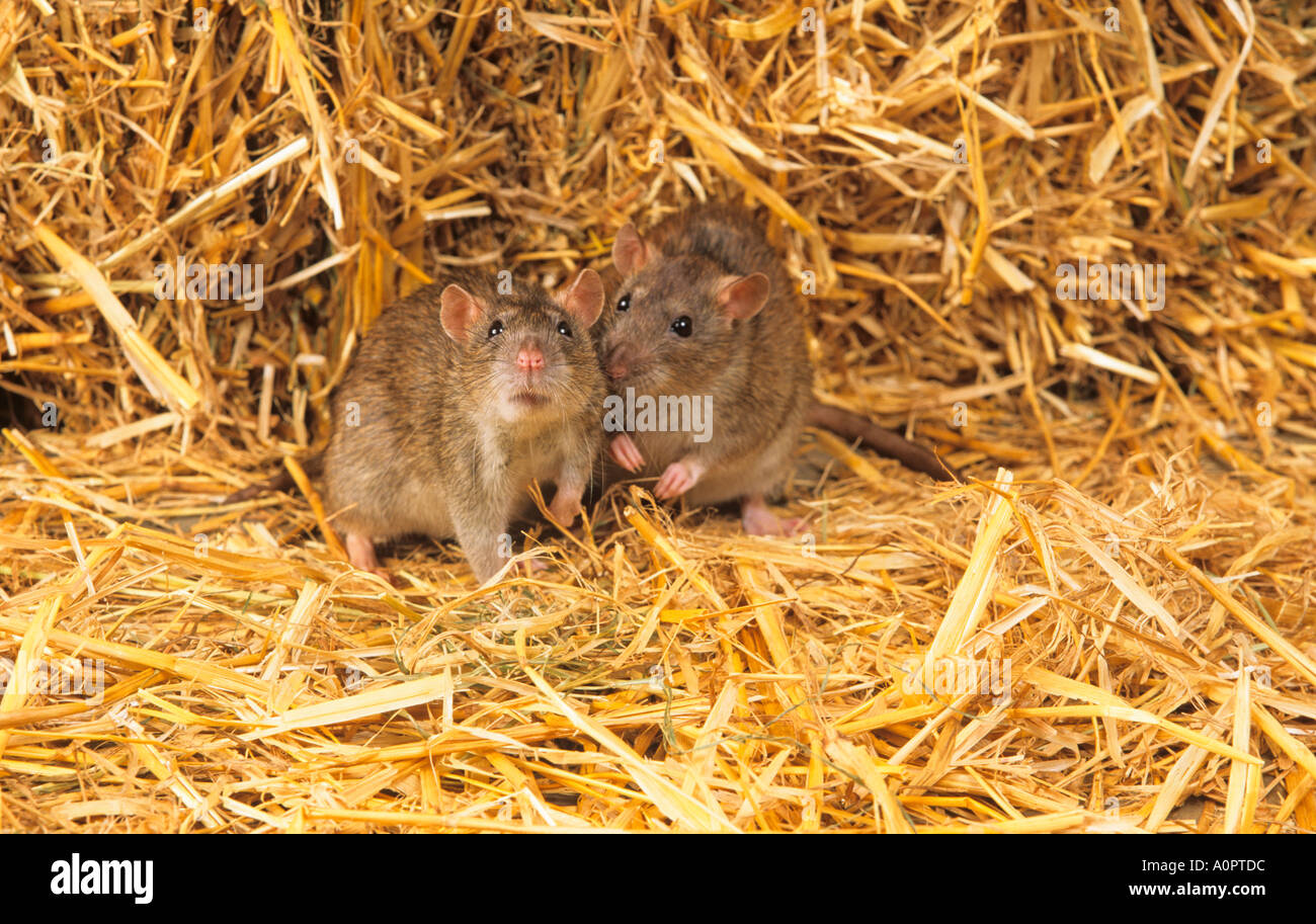 Brown ratti Rattus norvegicus nel capannone di fattoria Foto Stock