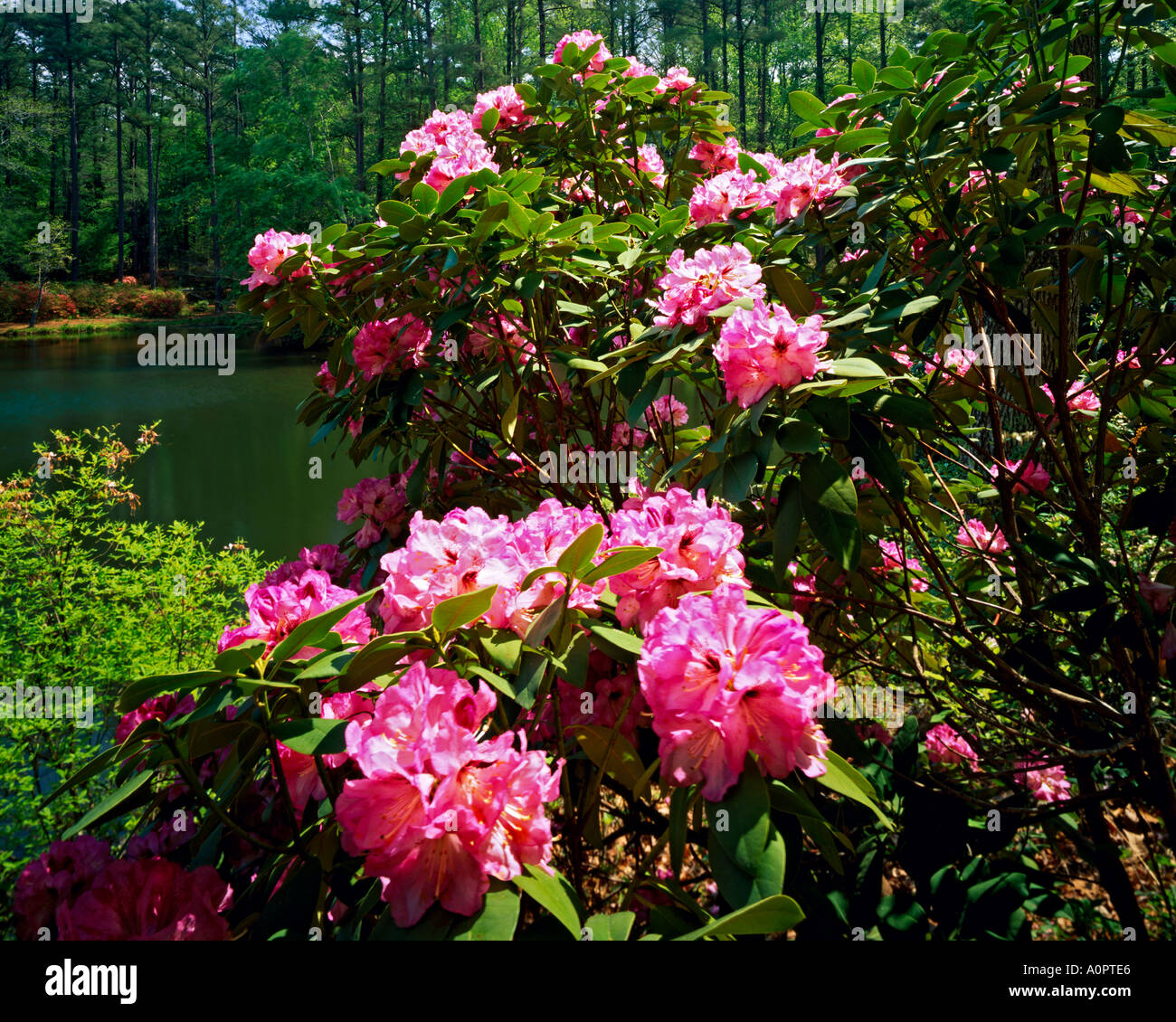 Evergreem Rhododendron Callaway Gardens pino montano Georgia Foto Stock