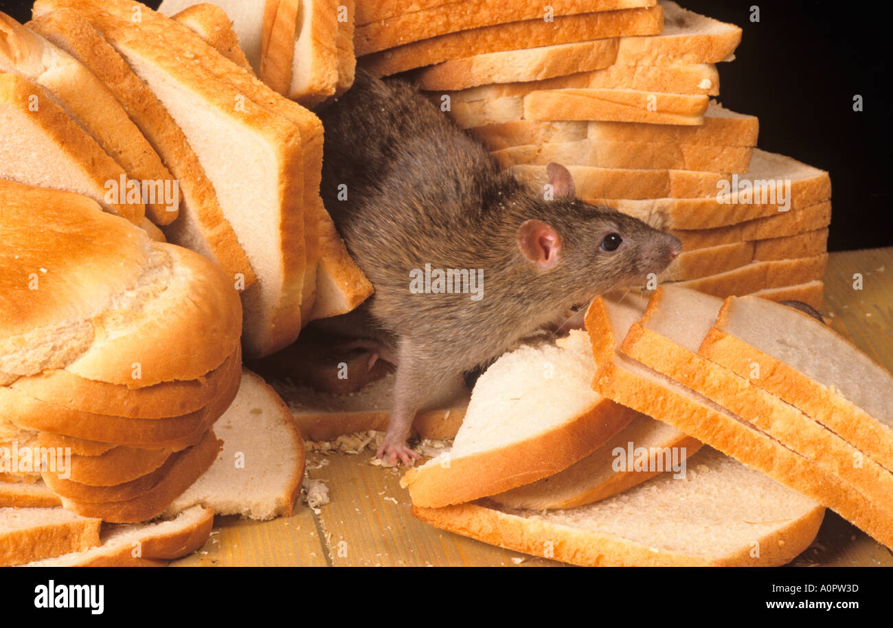 Brown ratti Rattus norvegicus approfittando di scartato cibo nei pressi di cibo take away uscita in ambiente urbano Foto Stock