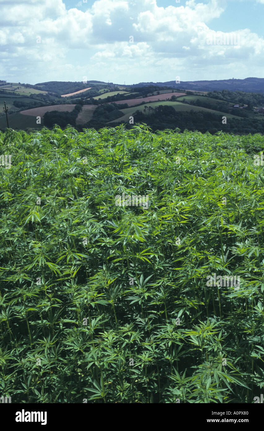 Coltivazione di canapa nel campo Devon Foto Stock