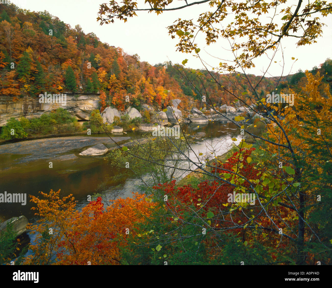 Wild Scenic Cumberland River in autunno Daniel Boone National Forest Kentucky Foto Stock