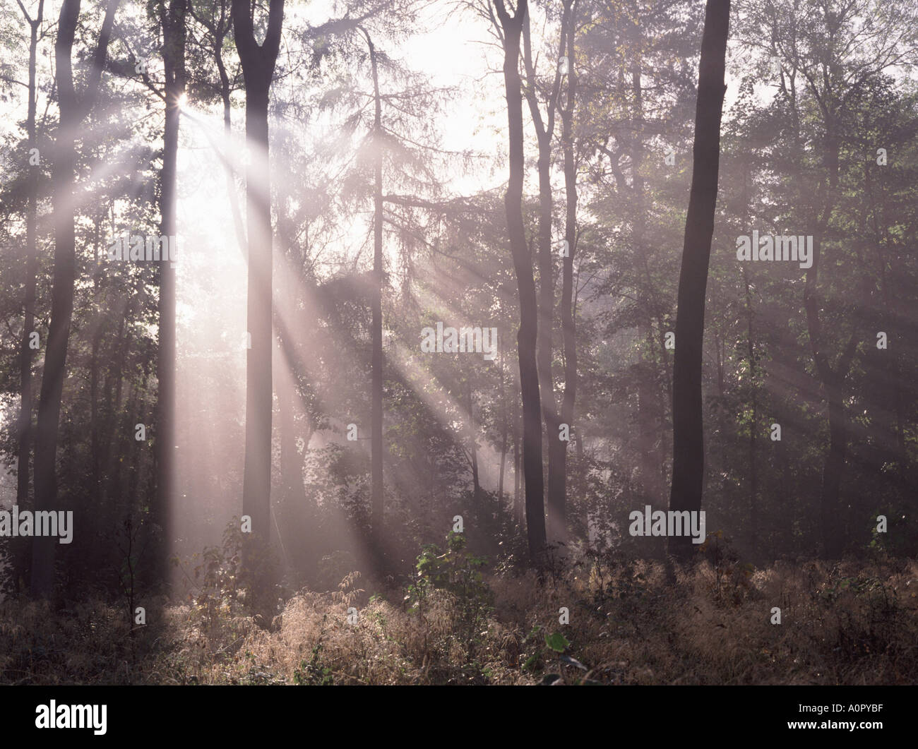 La mattina presto luce del sole che filtra attraverso gli alberi in un bosco vicino a Uttoxeter, Staffordshire, Inghilterra Foto Stock