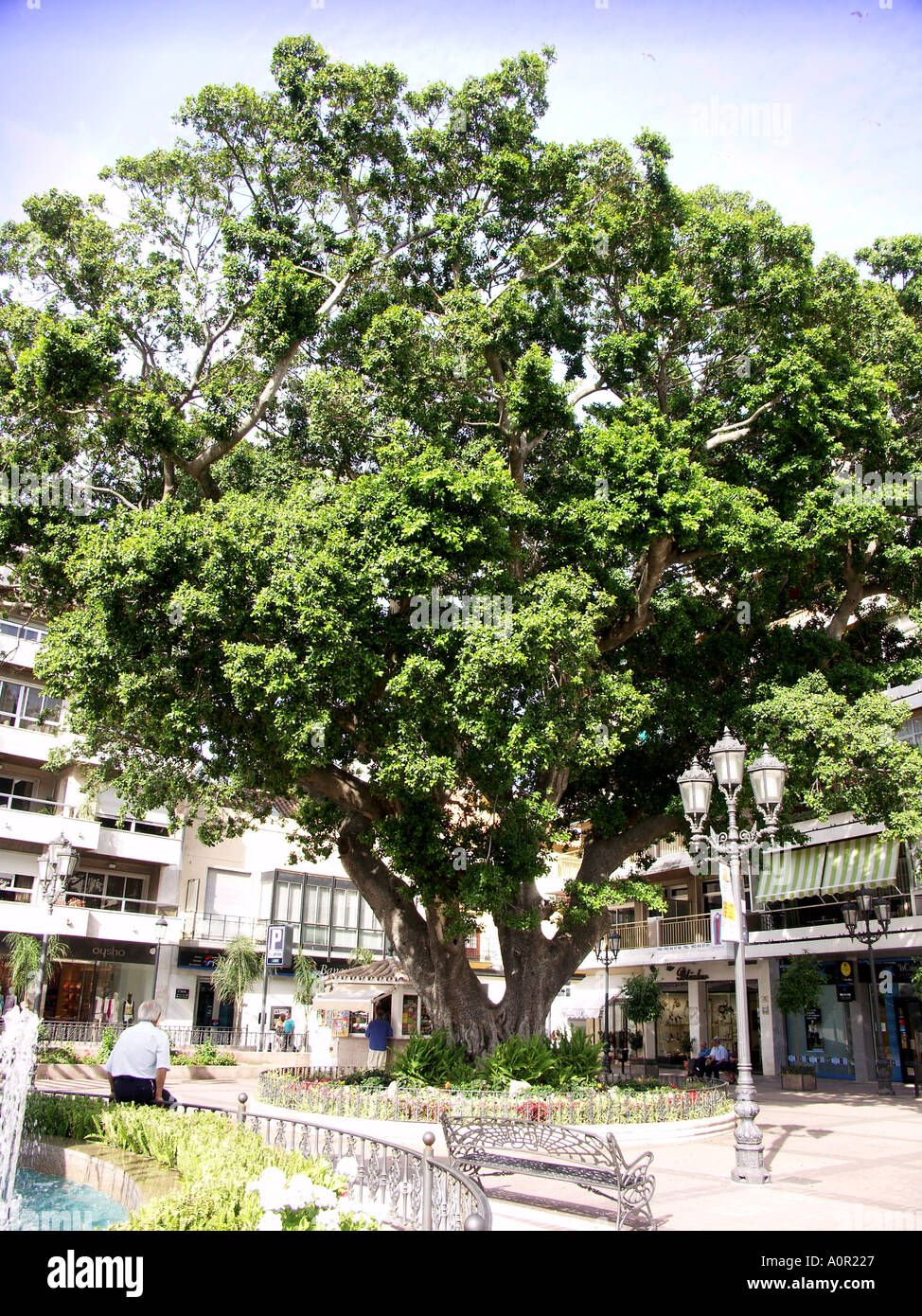 Centenari alberi di ficus popolarmente Arbol de las pelotillas pallina tree Fuengirola Costa del Sol Spagna Foto Stock