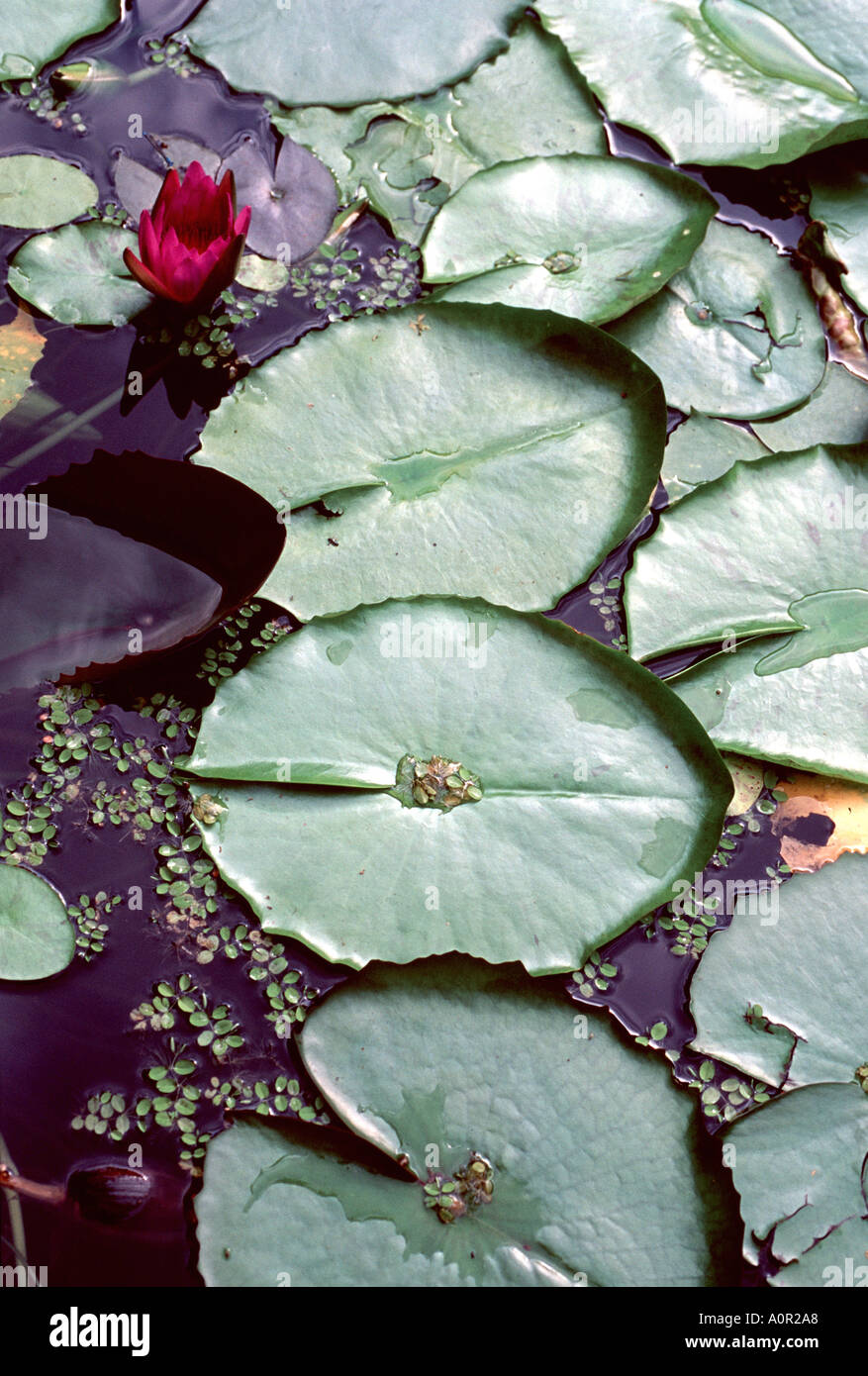 Acqua ninfee nel laghetto in giardino Foto Stock