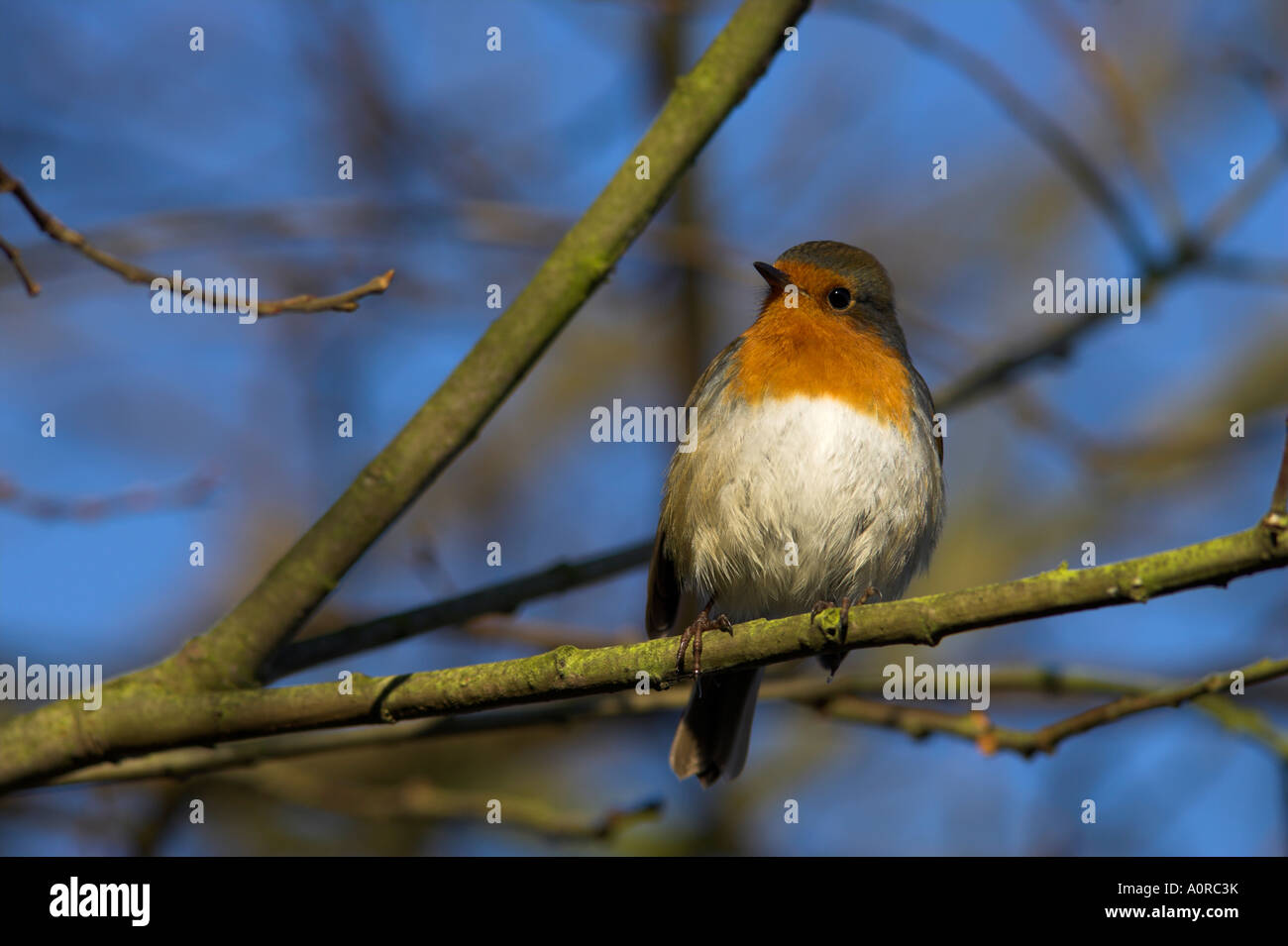 Robin Erithacus rubecula sul ramoscello a Martin Mere Wildfowl and Wetlands Trust Reserve in Lancashire England Regno Unito Europa Foto Stock