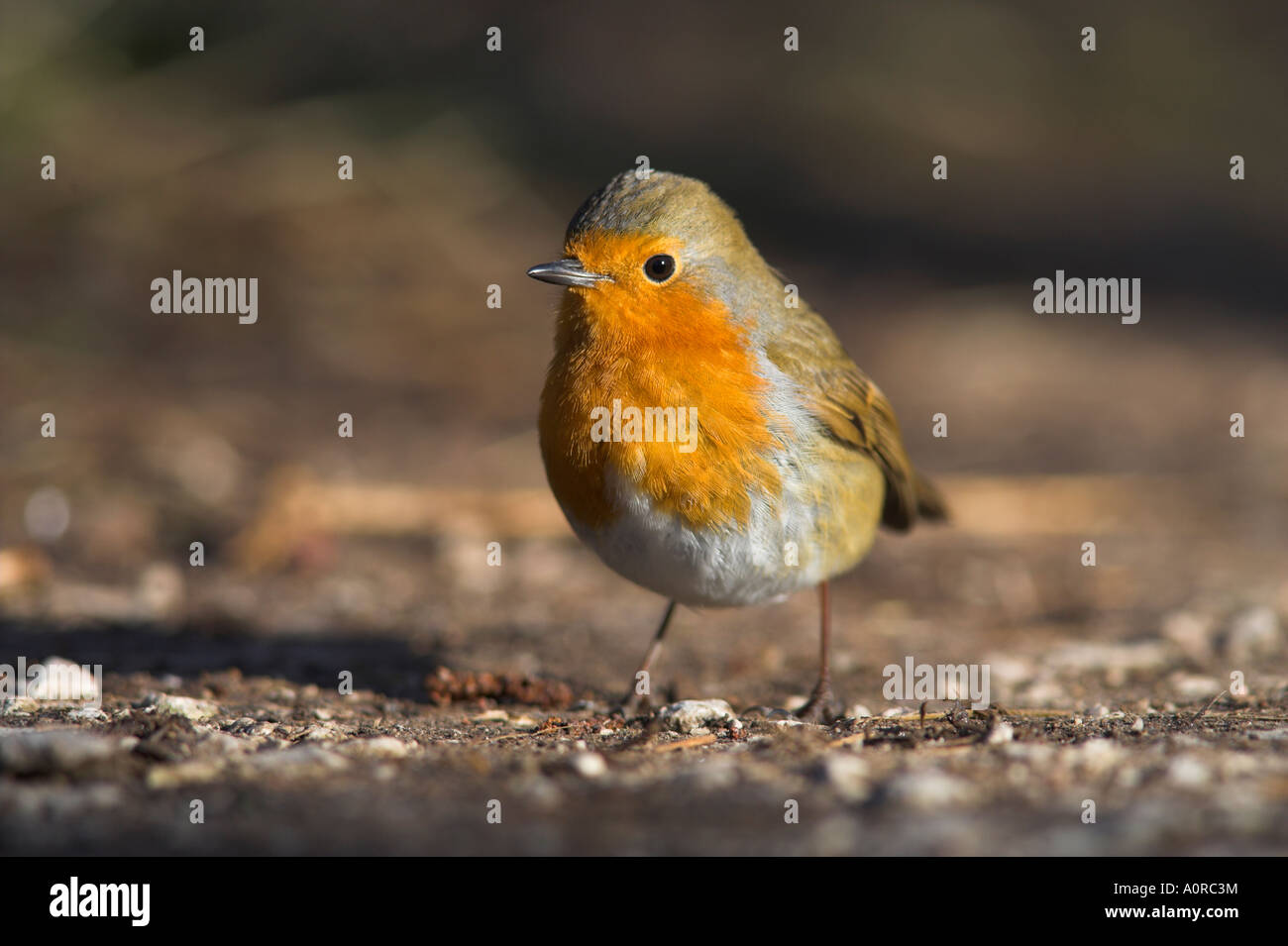 Robin Erithacus rubecula sul terreno a Leighton Moss RSPB riserva naturale Silverdale Lancashire England Regno Unito Europa Foto Stock