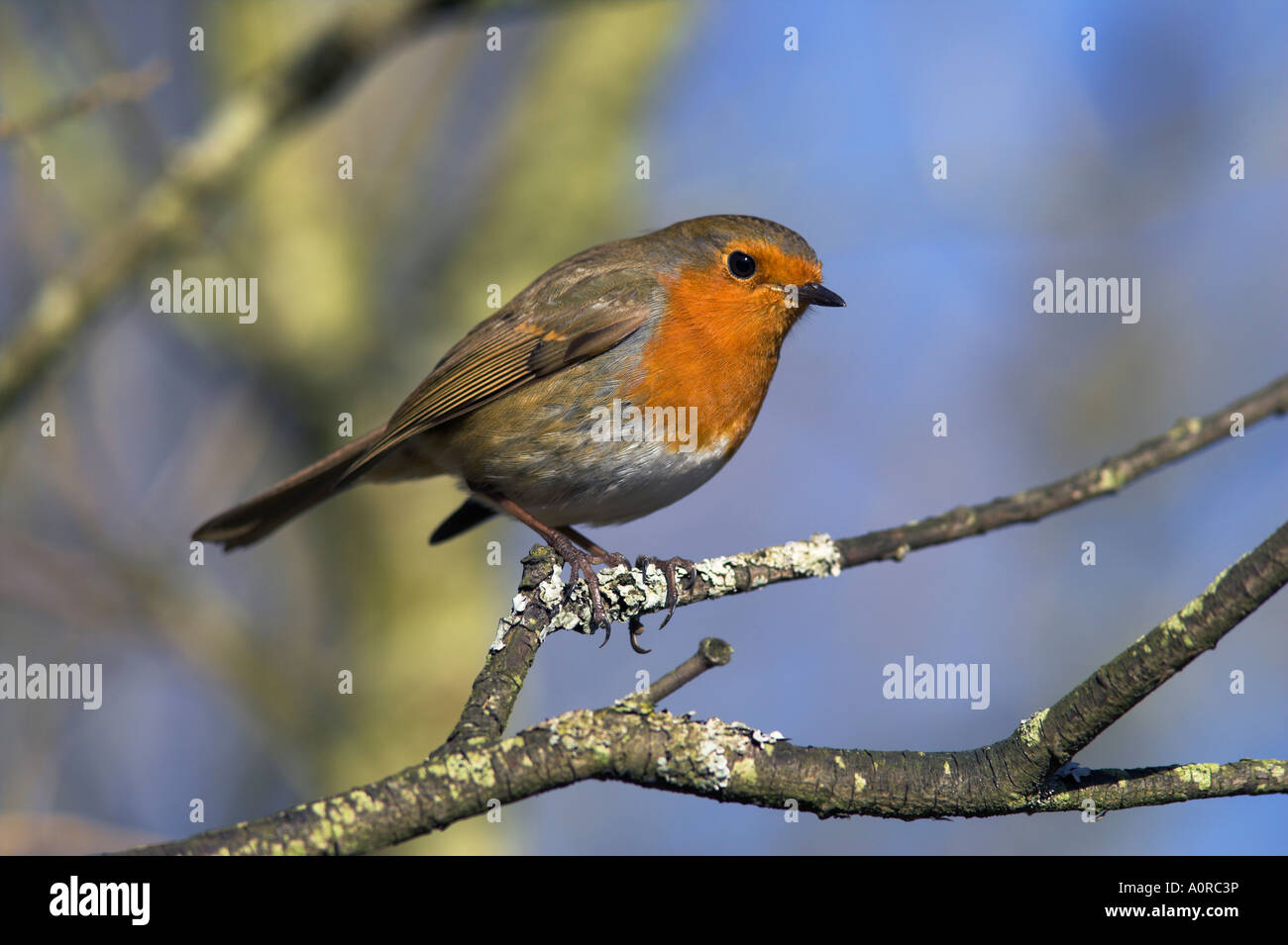 Robin Erithacus rubecula appollaiato su un ramo di albero a Leighton Moss RSPB riserva naturale Silverdale Lancashire England Regno Foto Stock