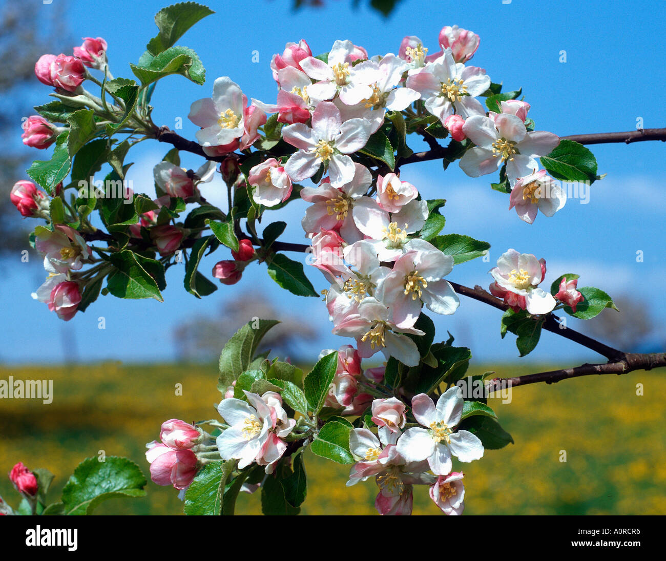 Fiori di melo Foto Stock