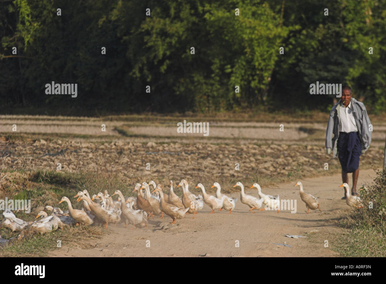 Duck agricoltore strada di attraversamento con le anatre vicino Wan Villaggio Sai Aku tribù Kengtung Kyaing Tong stato Shan MYANMAR Birmania Asia Foto Stock