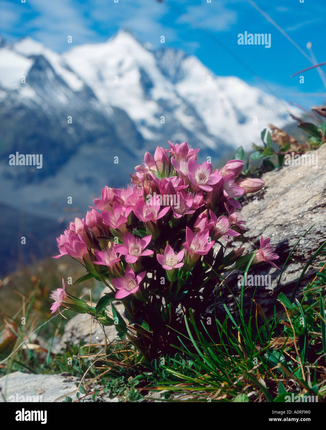 Chiltern Genziana Foto Stock
