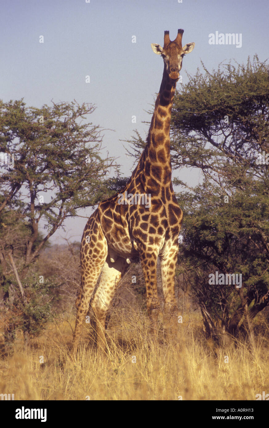 La giraffa nel Parco Nazionale Kruger Sud Africa Foto Stock