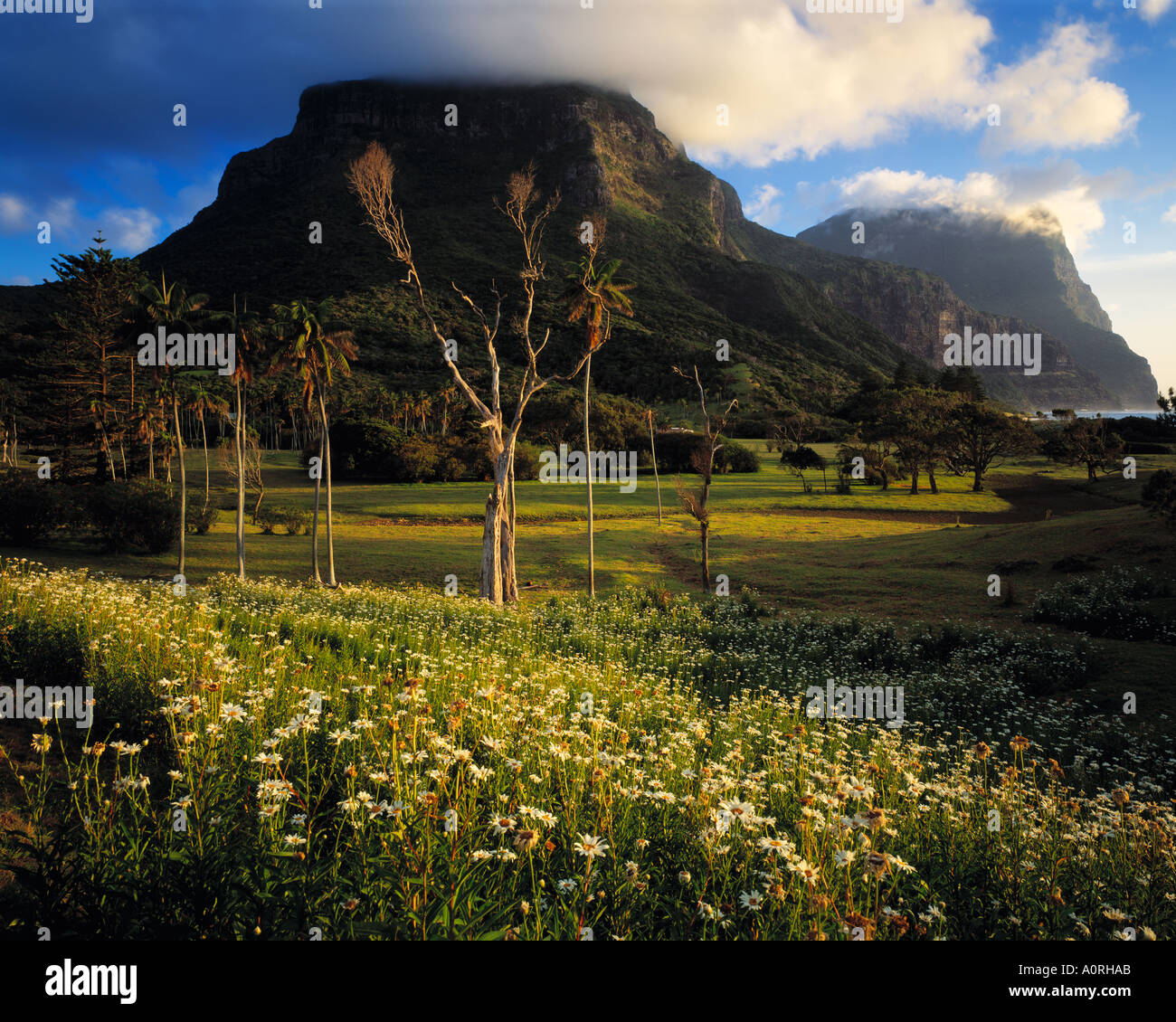 Fiori Selvatici Mts Gower e Lidgbird Isola di Lord Howe Nuovo Galles del Sud Australia Foto Stock