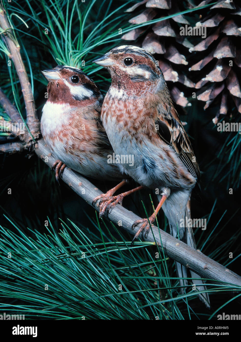 Pino Bunting Foto Stock