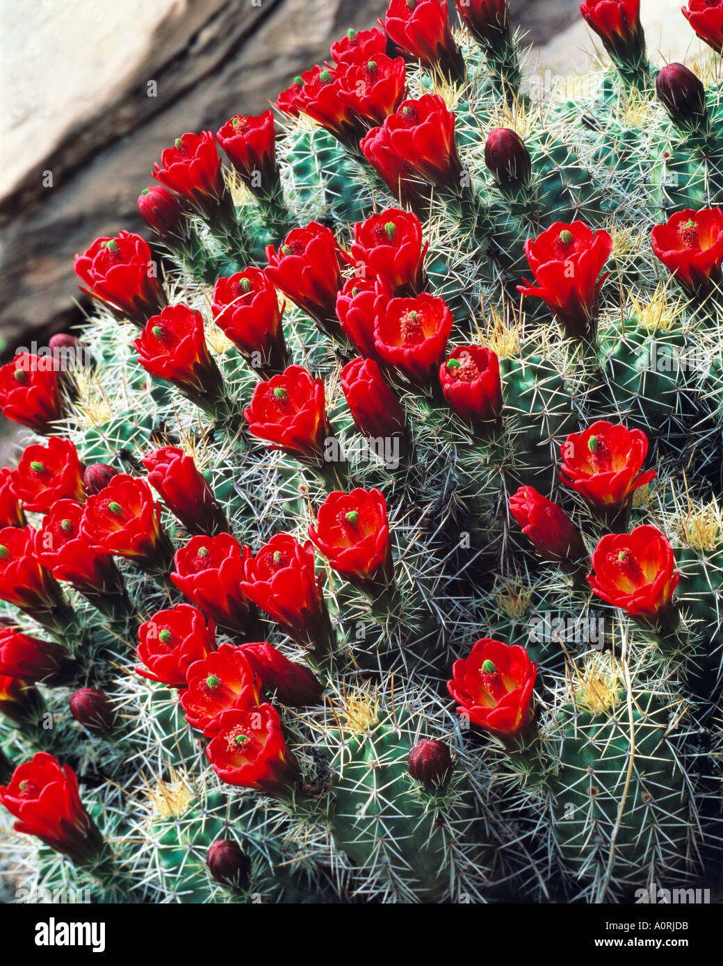 Claret Cup Cactus in fiore Parco Nazionale Arches nei pressi di Moab Utah Foto Stock