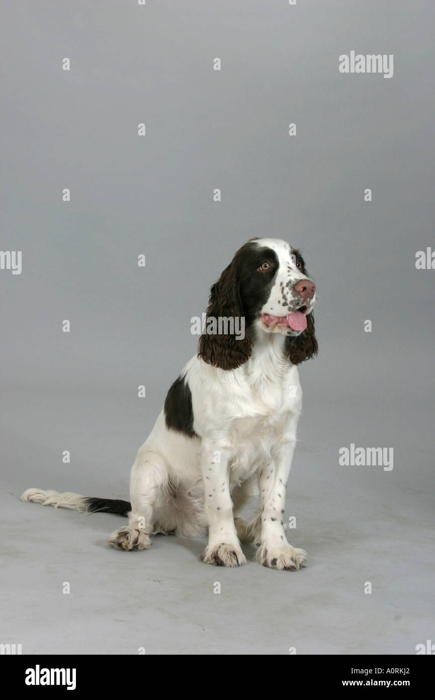 English Springer Spaniel Foto Stock