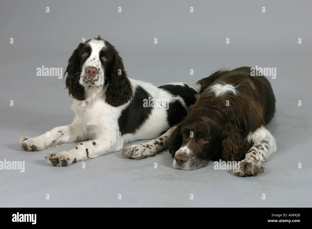 English Springer Spaniel Foto Stock