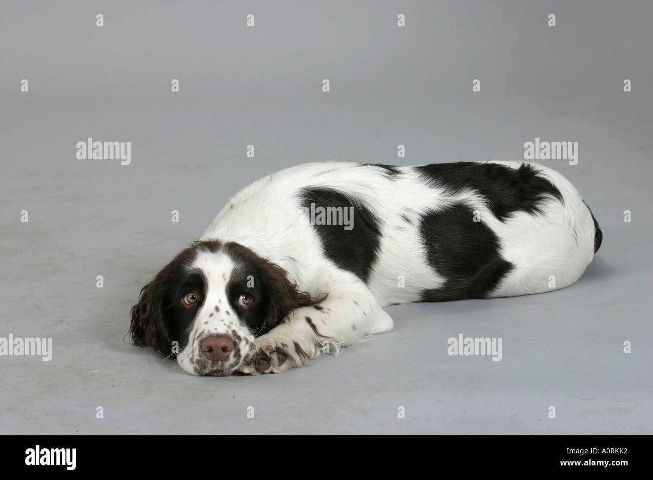 English Springer Spaniel Foto Stock