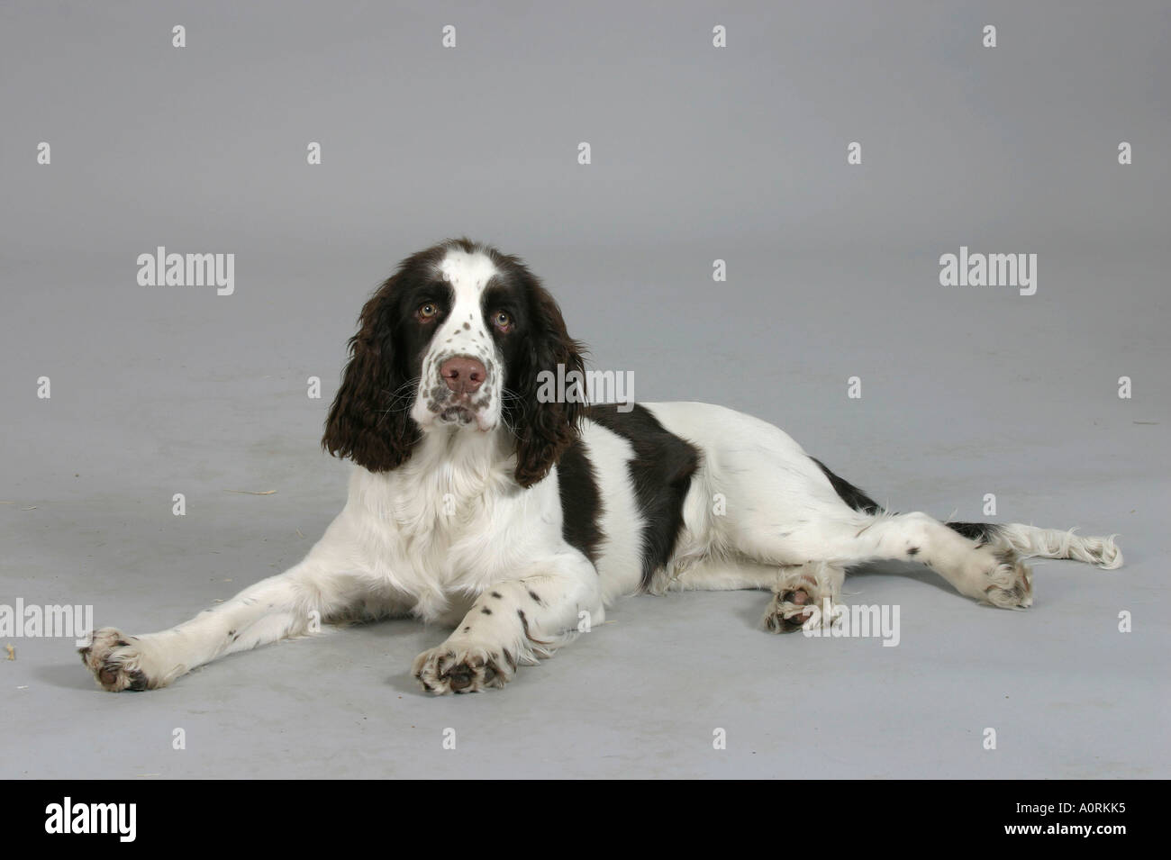English Springer Spaniel Foto Stock