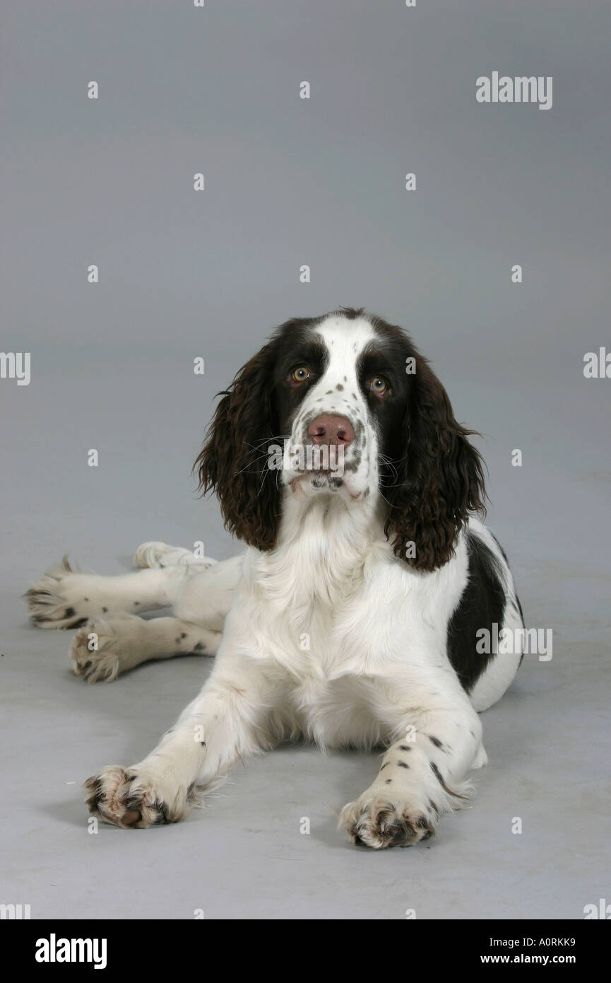 English Springer Spaniel Foto Stock