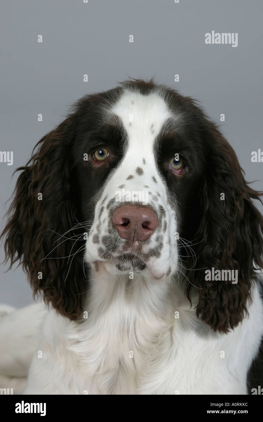 English Springer Spaniel Foto Stock