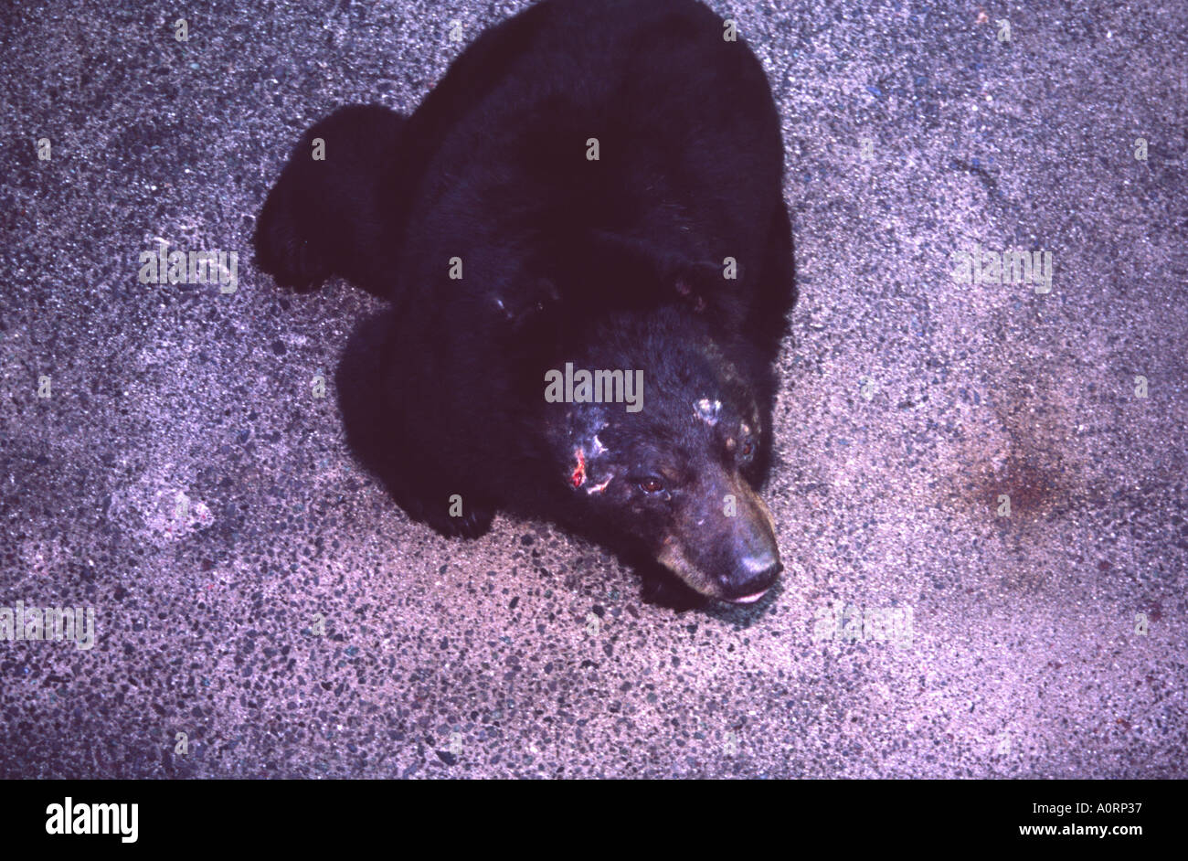 Close up black bear in peluche di dominio i mondi più grande bear pit. L'Aso Giappone. Foto Stock