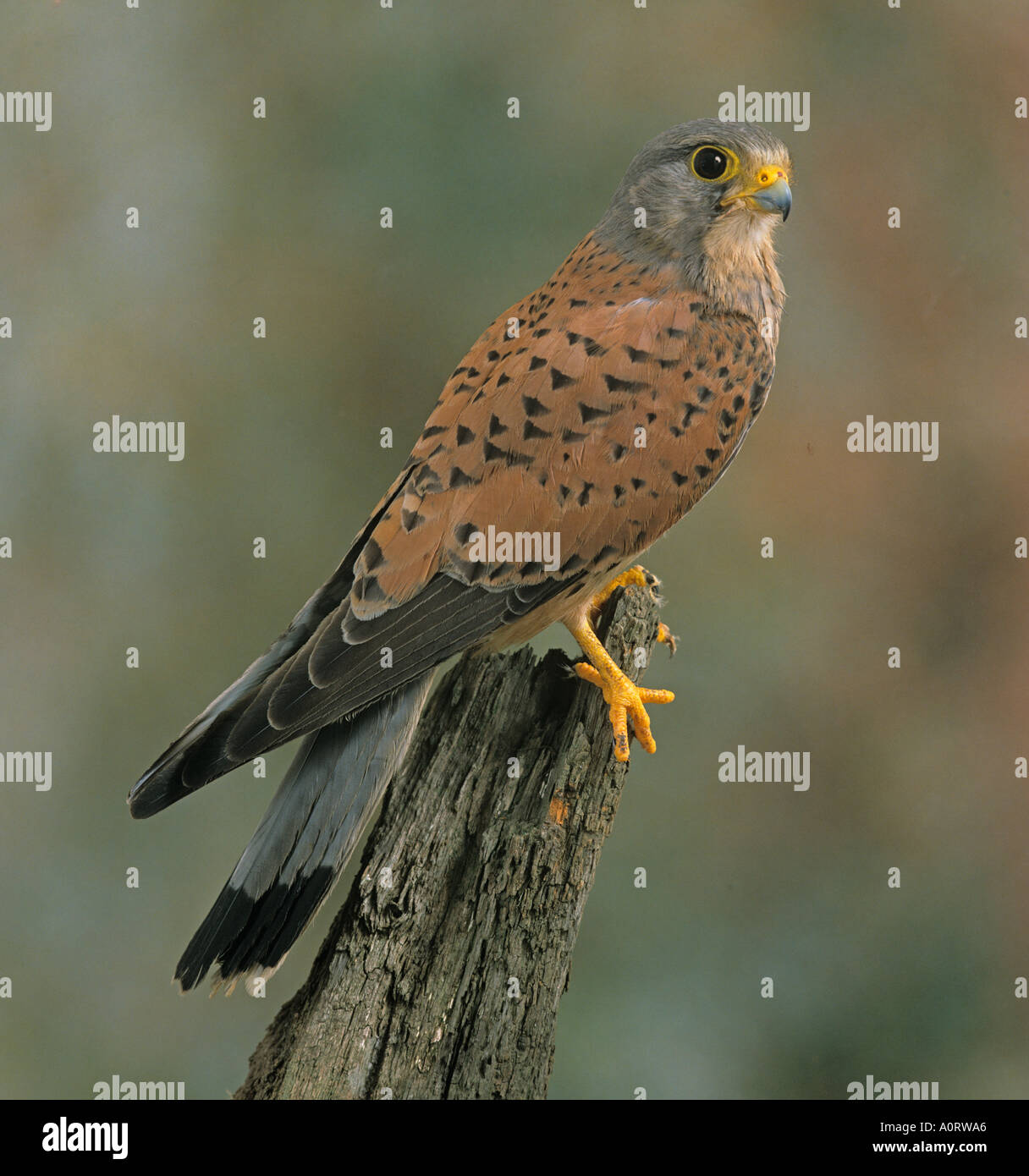 Il Gheppio Falco tinnunculus maschio Foto Stock