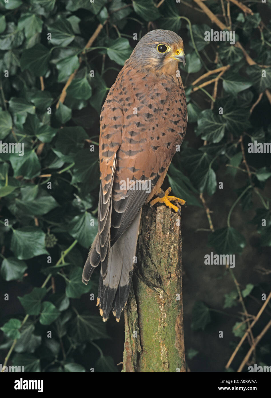 Il Gheppio Falco tinnunculus maschio Foto Stock