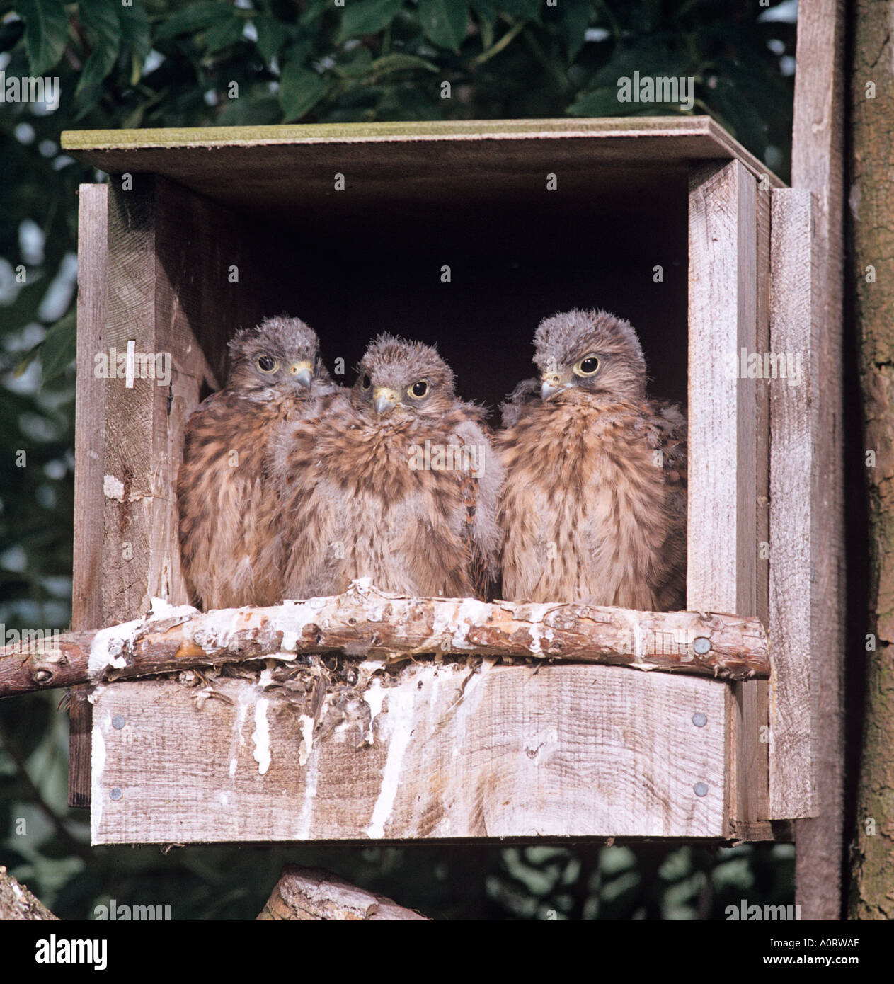Il Gheppio Falco tinnunculus giovani nella casella di nesting Foto Stock